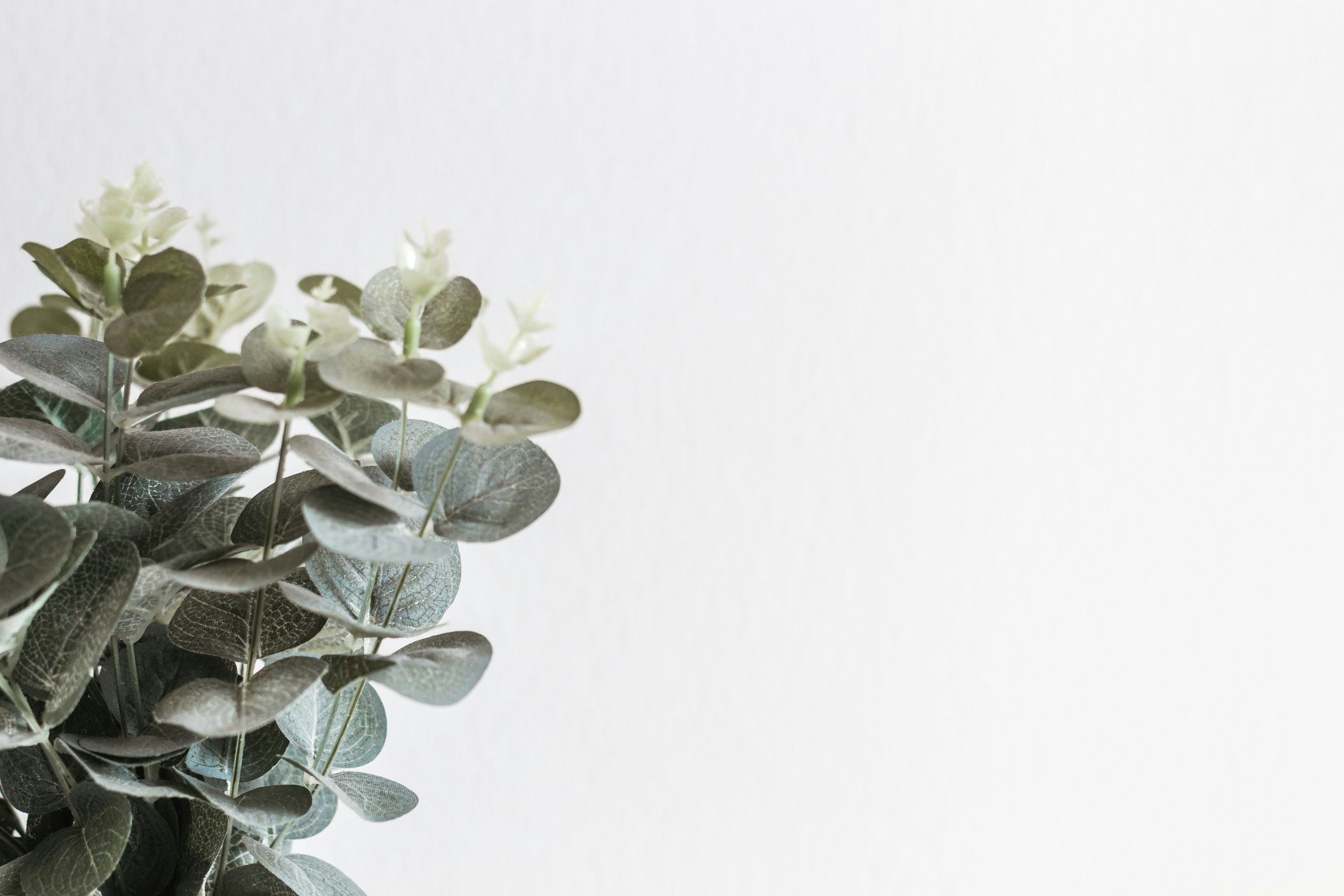 Close-up of green and gray eucalyptus leaves against a white background.