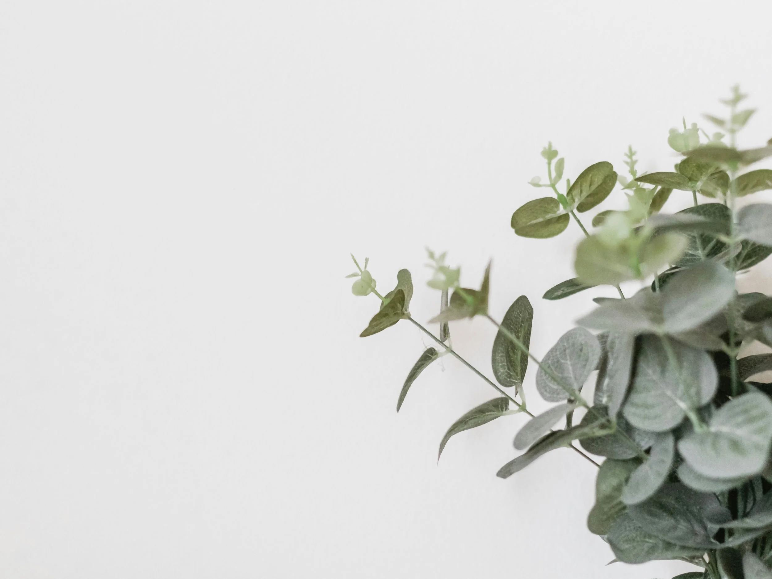 Close-up of green leafy plant against a plain white background.