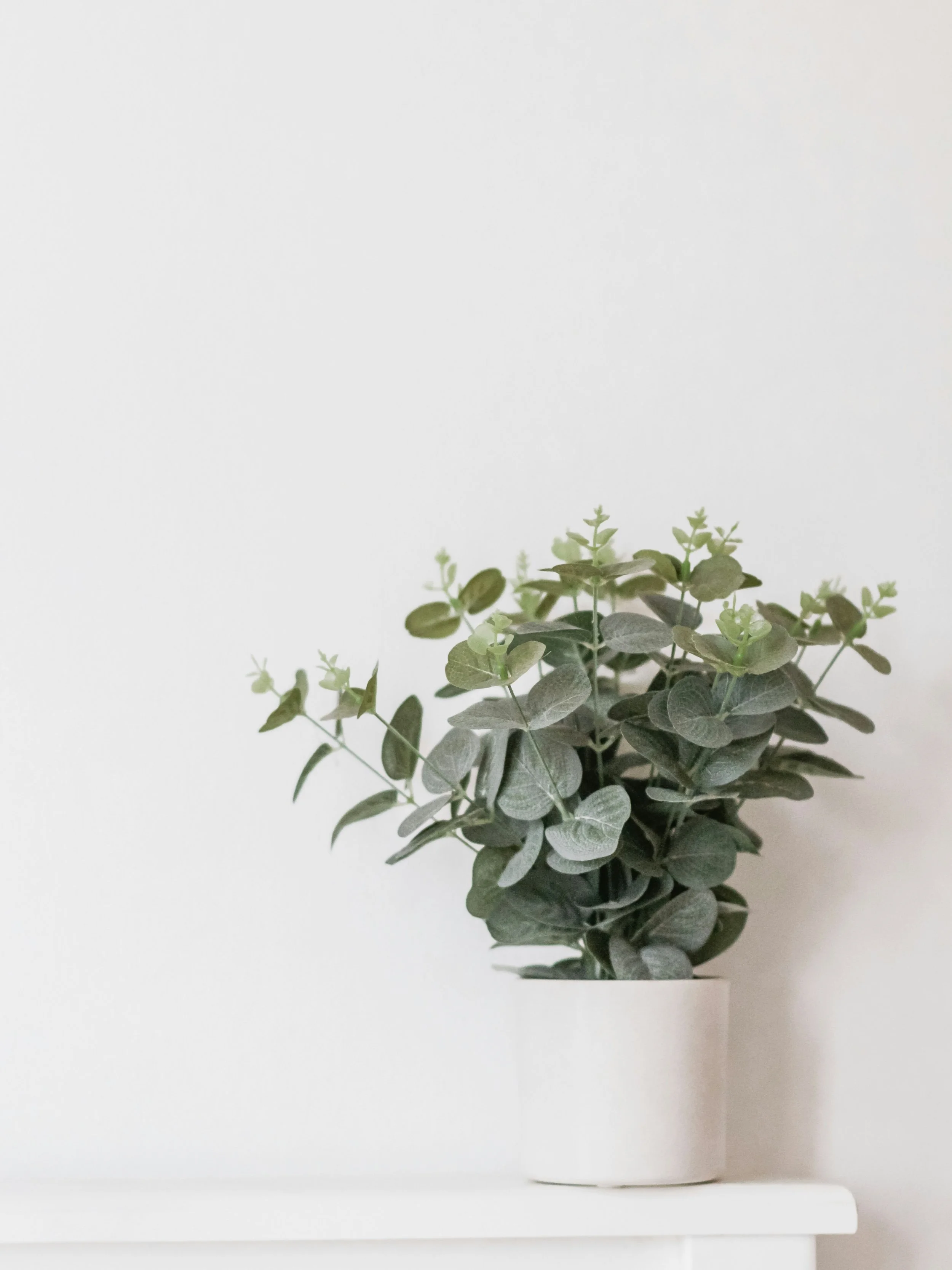 A potted green plant with rounded leaves placed on a white shelf against a plain white wall.