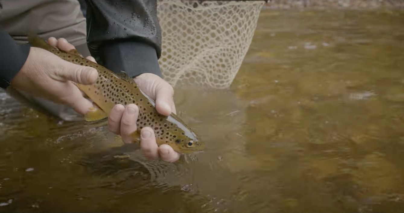 Person holding a brown spotted fish in a shallow river or stream with a net visible in the background.