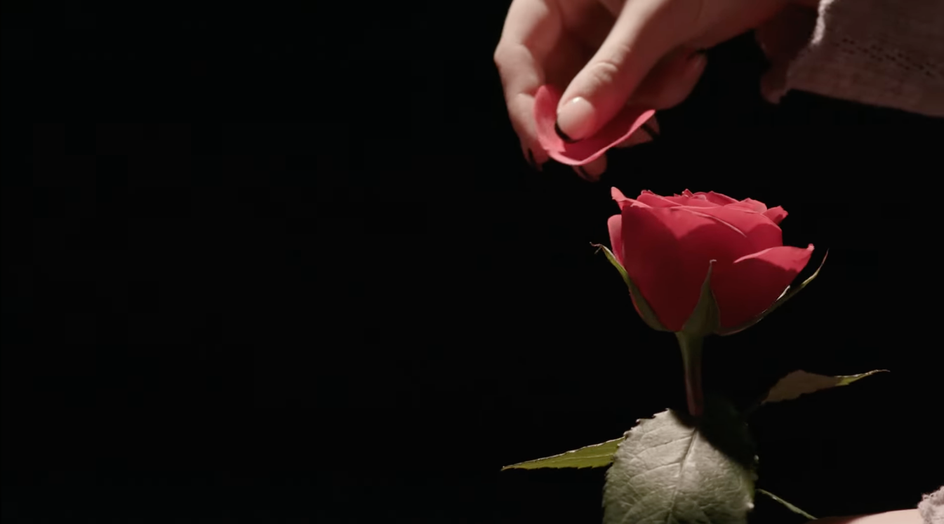 A person's hand picking a petal from a rose against a black background.