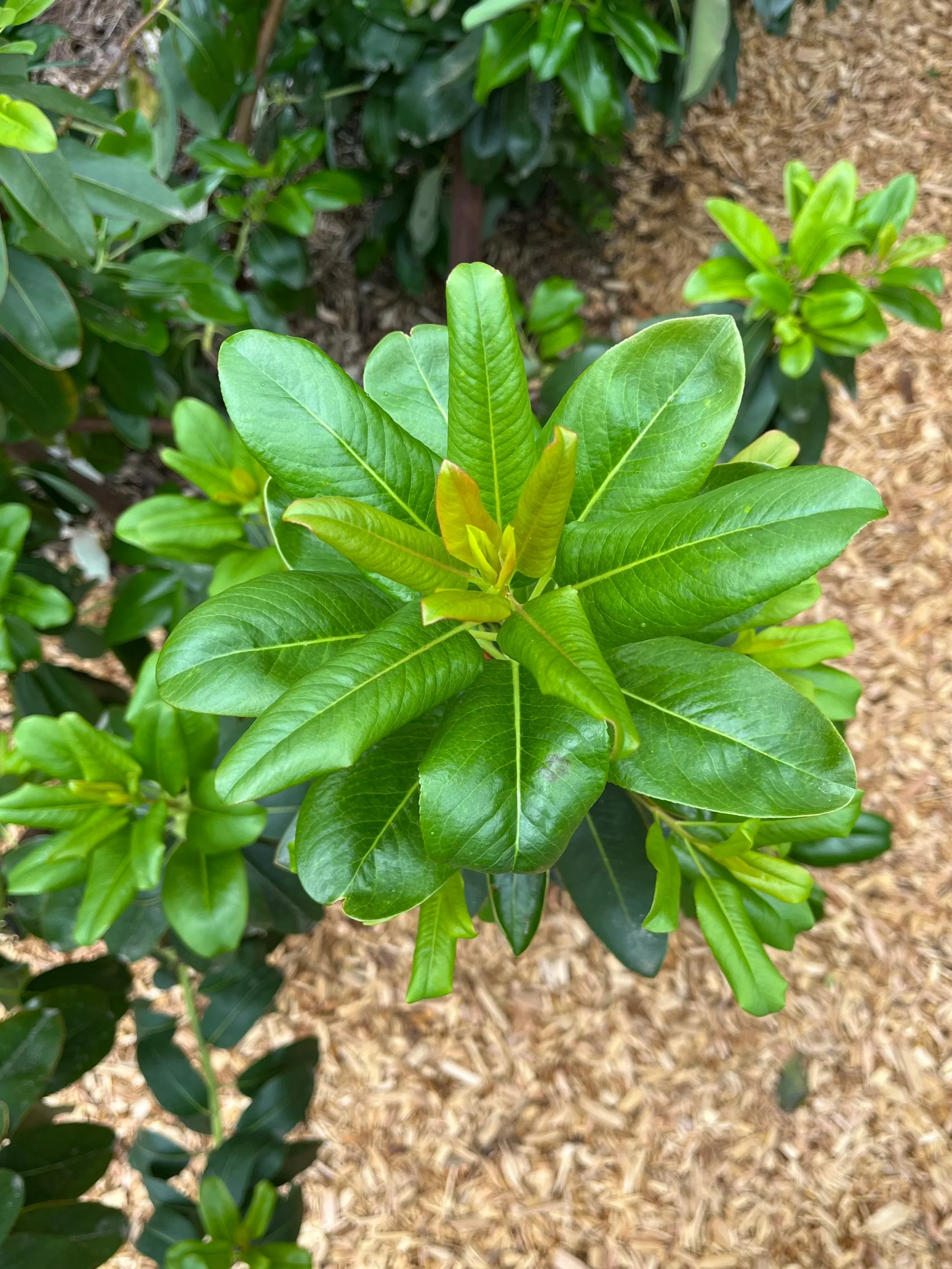 Budding branch of young madrona tree in a quiet garden setting,