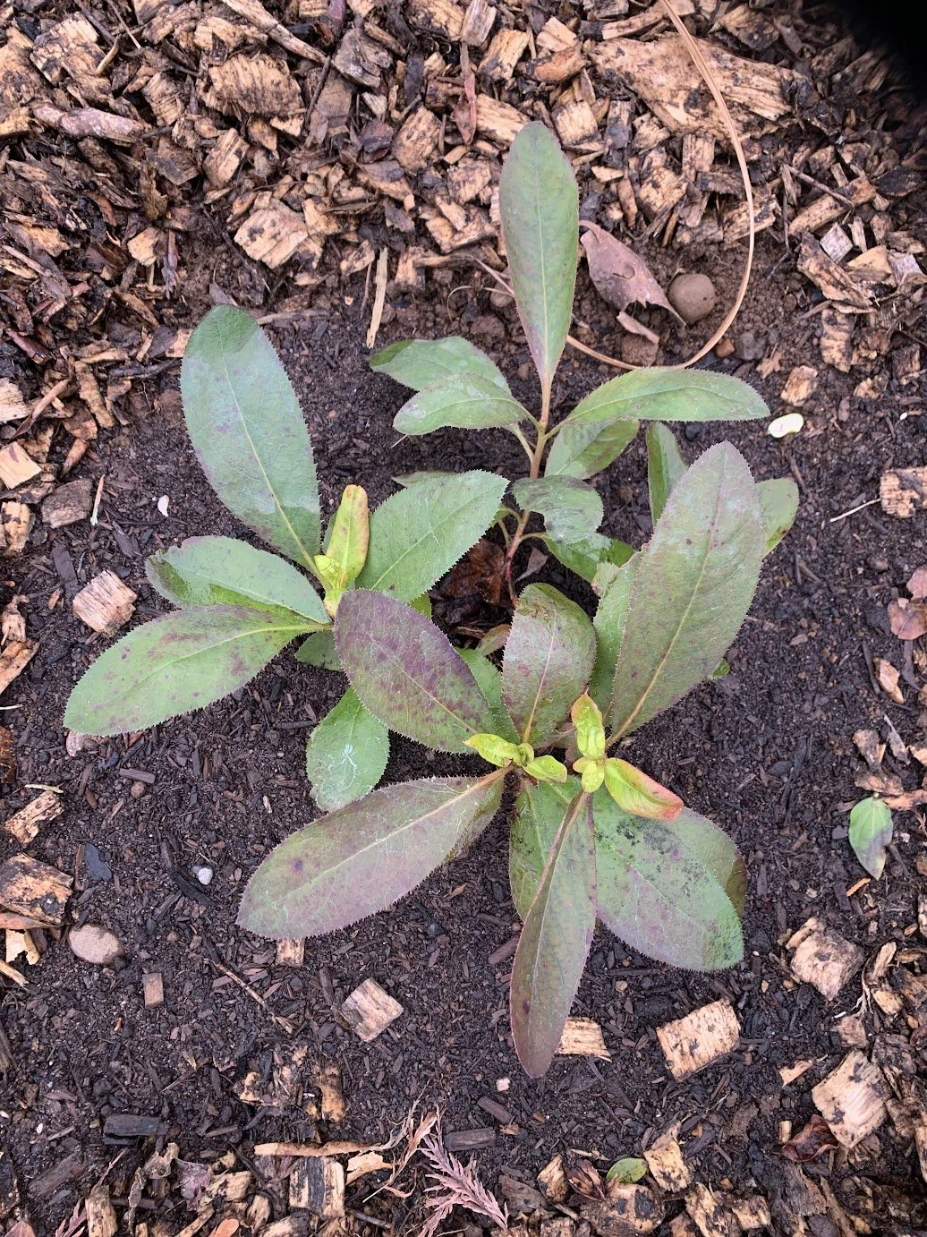 Baby madrona tree growing in dark soil surrounded by wood chips.