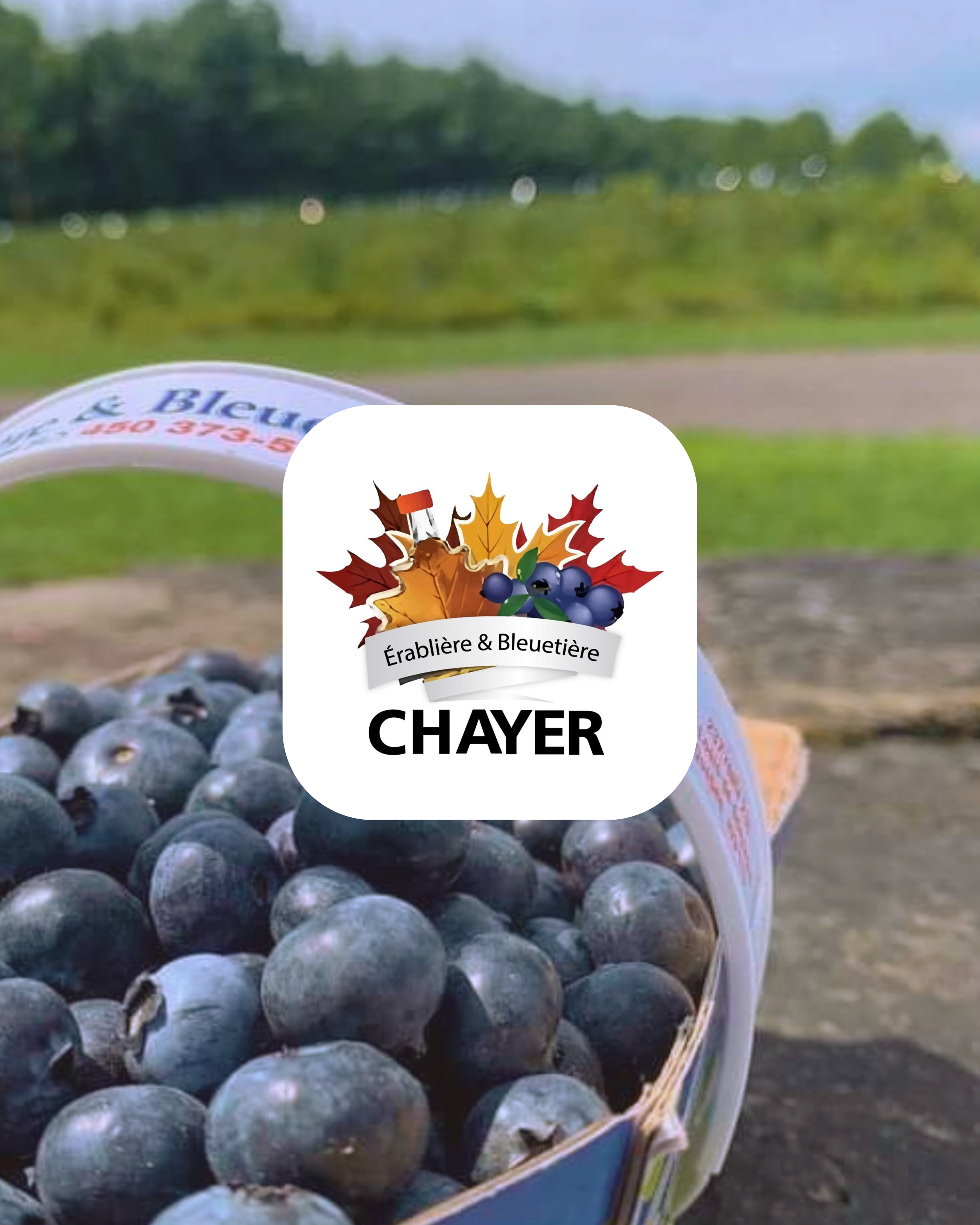 Une boîte de myrtilles fraîches posée sur une surface extérieure avec un logo en avant-plan indiquant 'Érablière & Bleuitière Chayer'.
