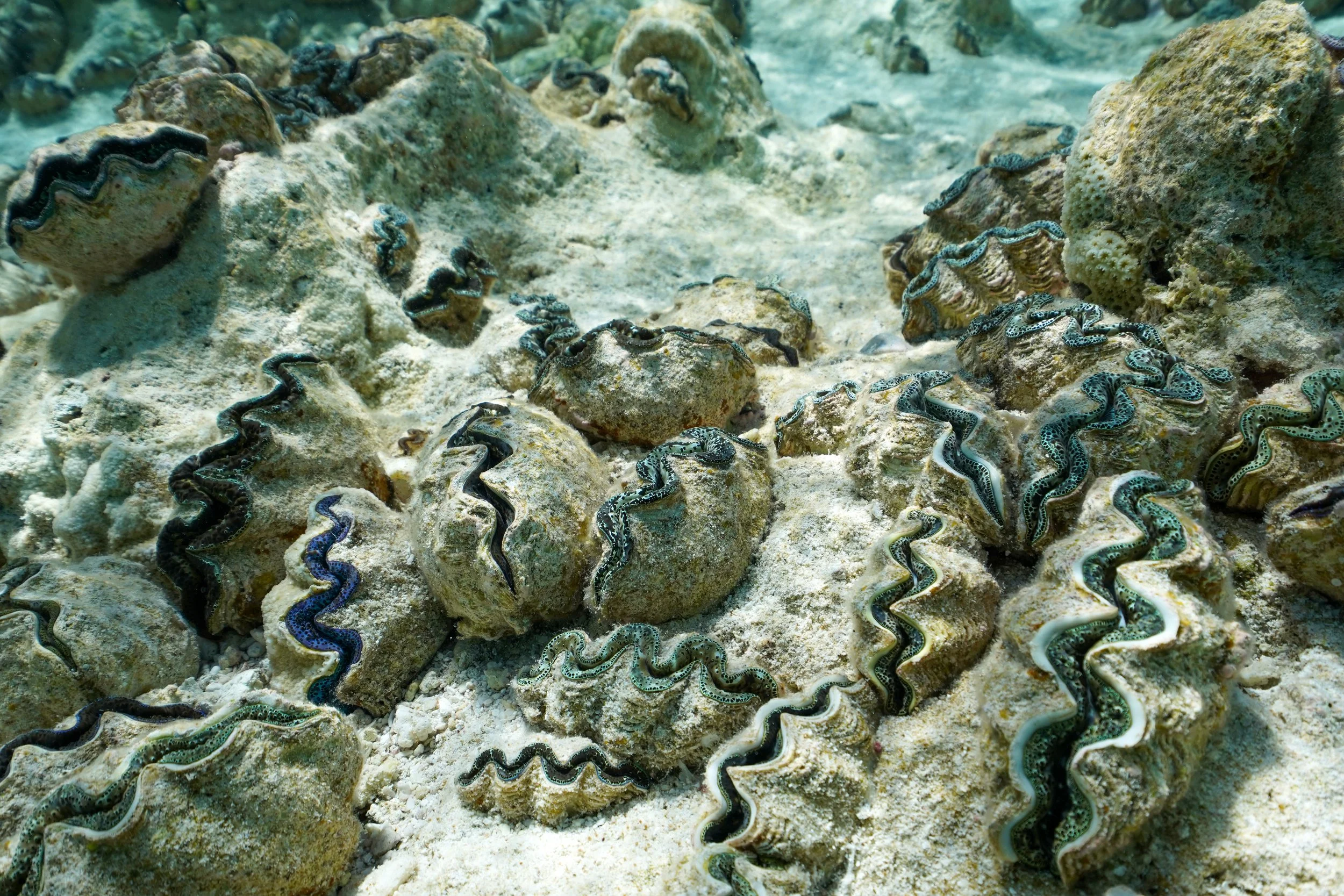 Wait, there’s a whole giant clam species hiding on our coral reefs?