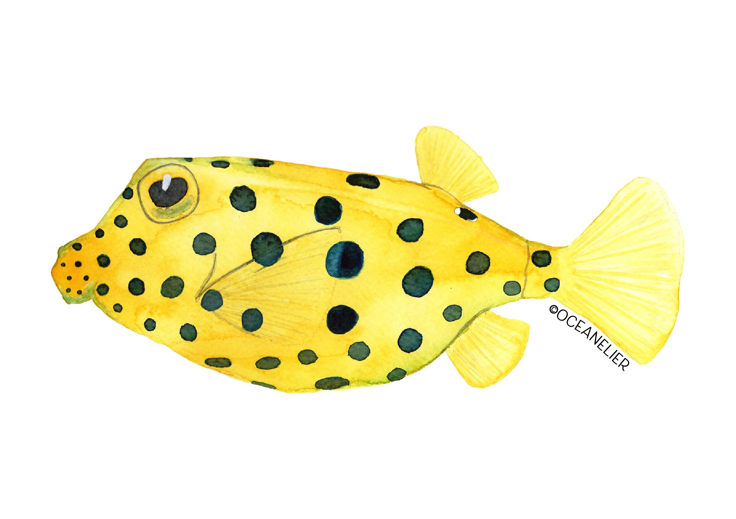 2024 - yellow boxfish - RGB_A5 print.jpg