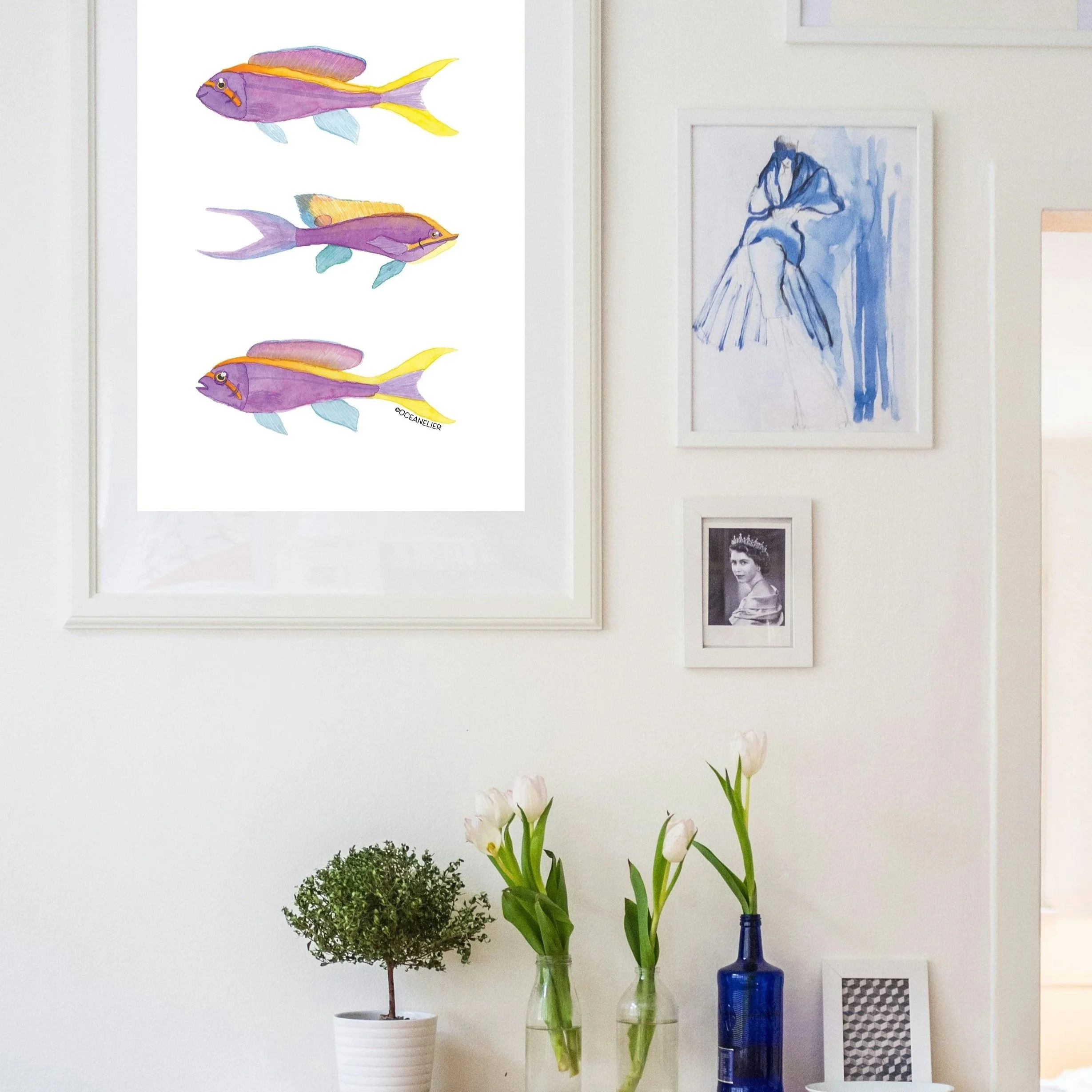 purple+queen+anthias+fine+art+print+ocean+life+fish+canberra+australia+01.jpg