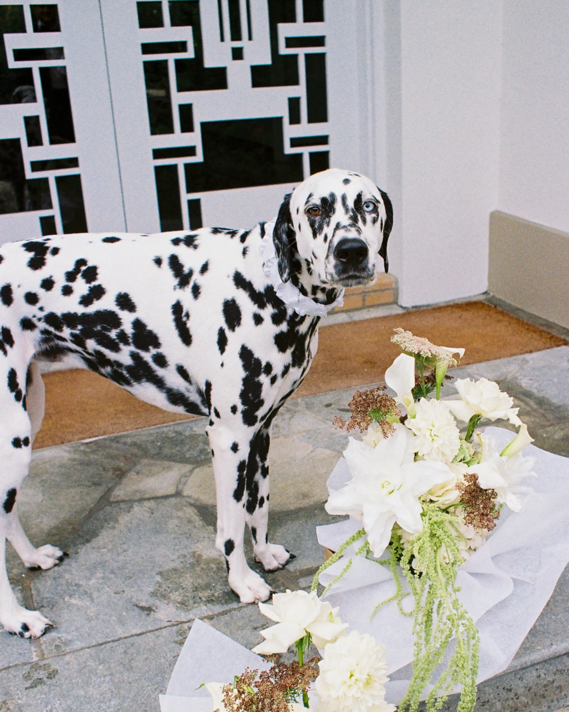 A Dalmatian dog with one blue eye and one brown eye standing on a stone patio near a white flower arrangement. In the background, there is a decorative white gate with geometric cutouts.