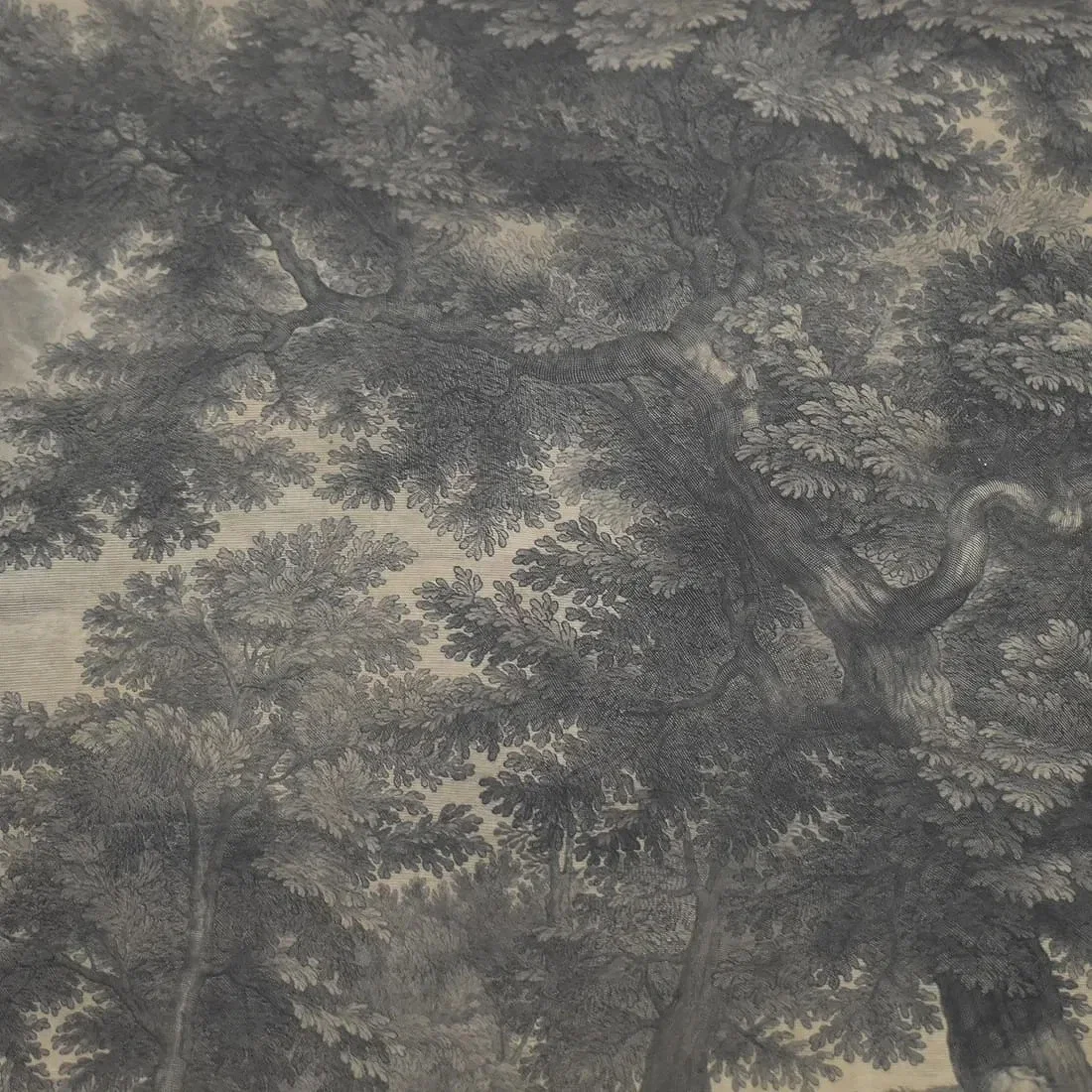 A detailed black and white illustration of a large, spreading tree with a thick trunk and dense foliage.