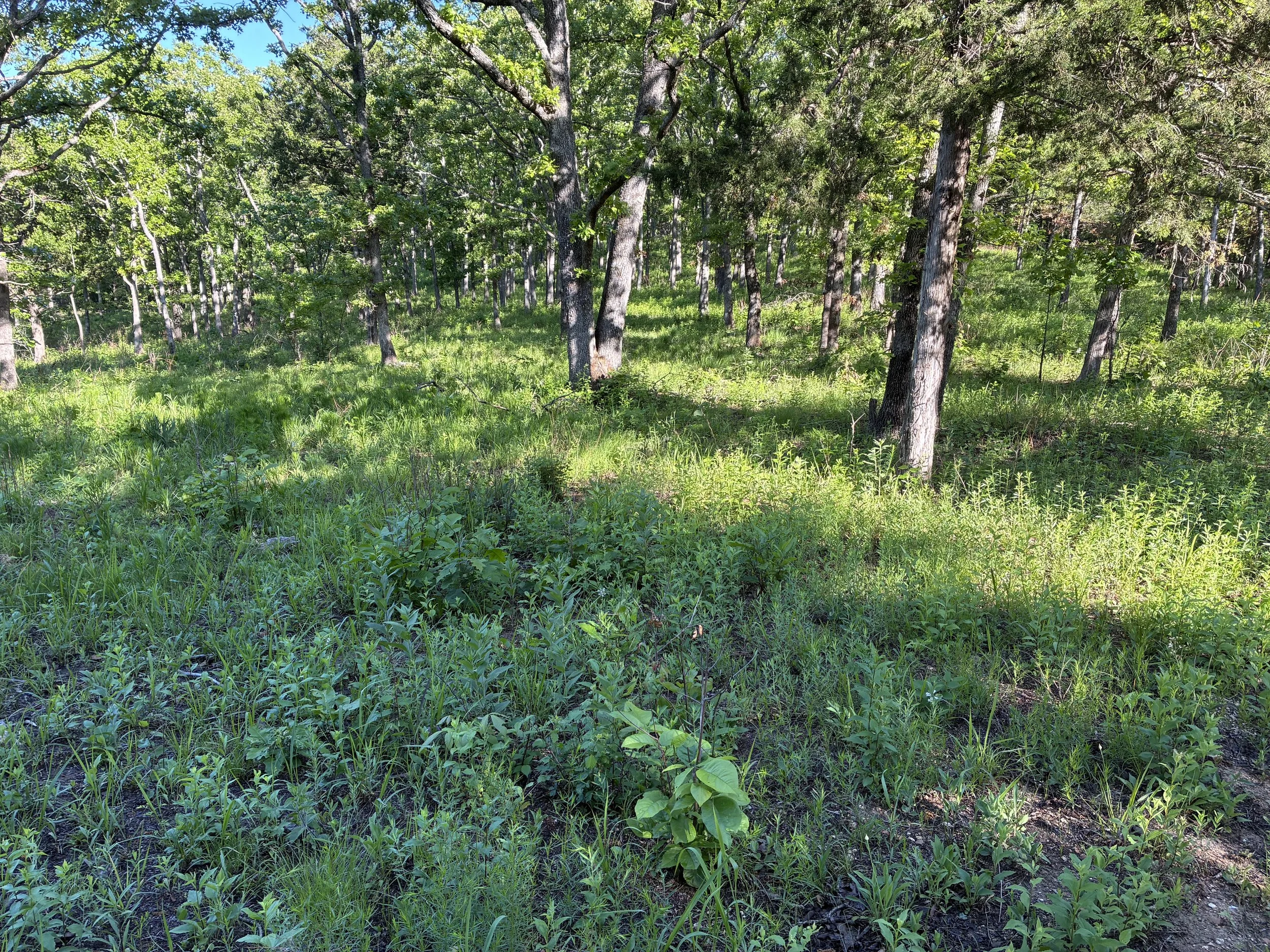 This is a real image of a forest that was converted into a woodland. After thinning the canopy, there is an abundance of native flowers, forbs and grasses that have begun to thrive. This was achieved by canopy thinning and cyclical prescribed fire.