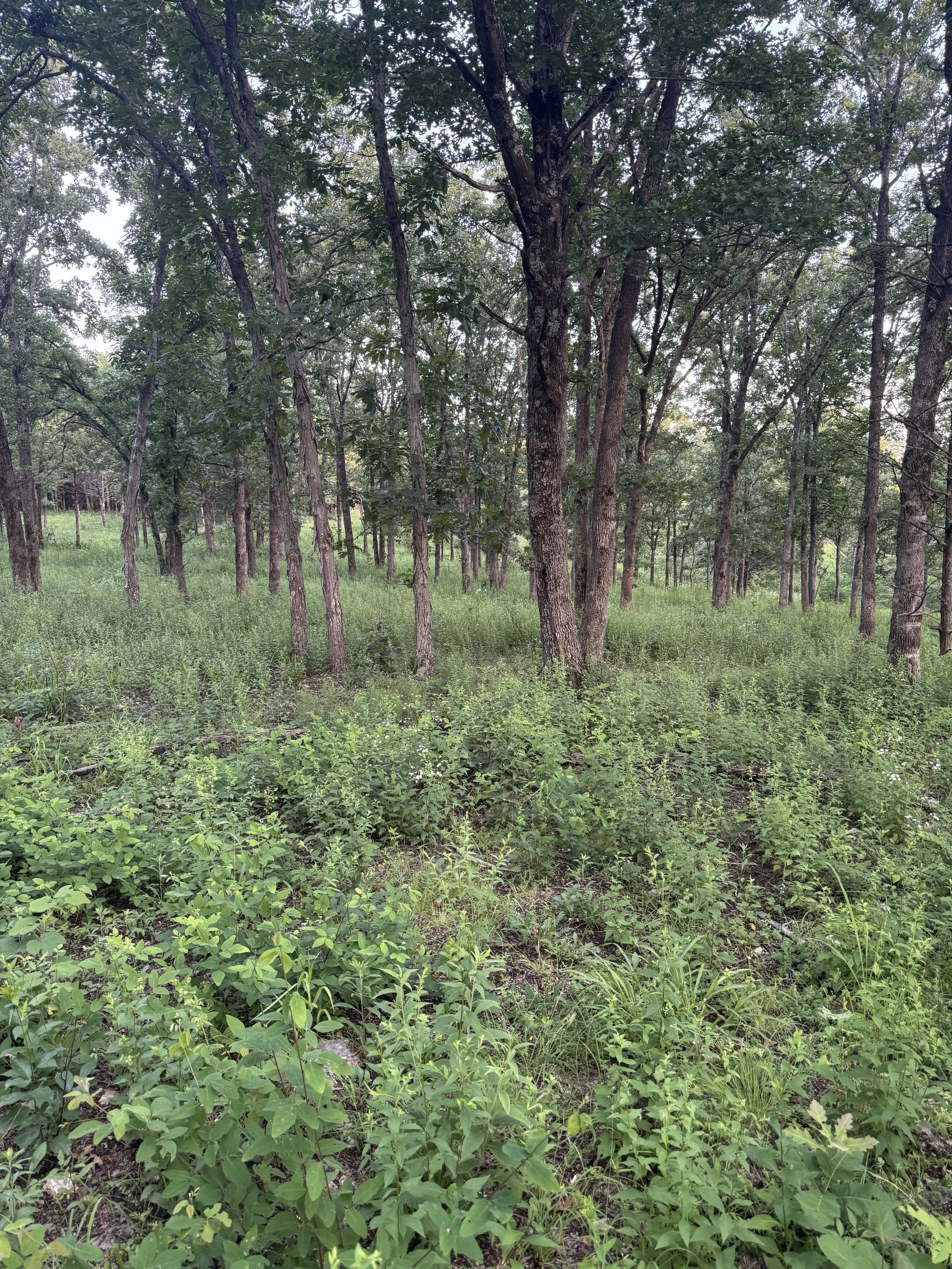 Diverse woodland ground cover with native plants growing after increased sunlight reached the forest floor.