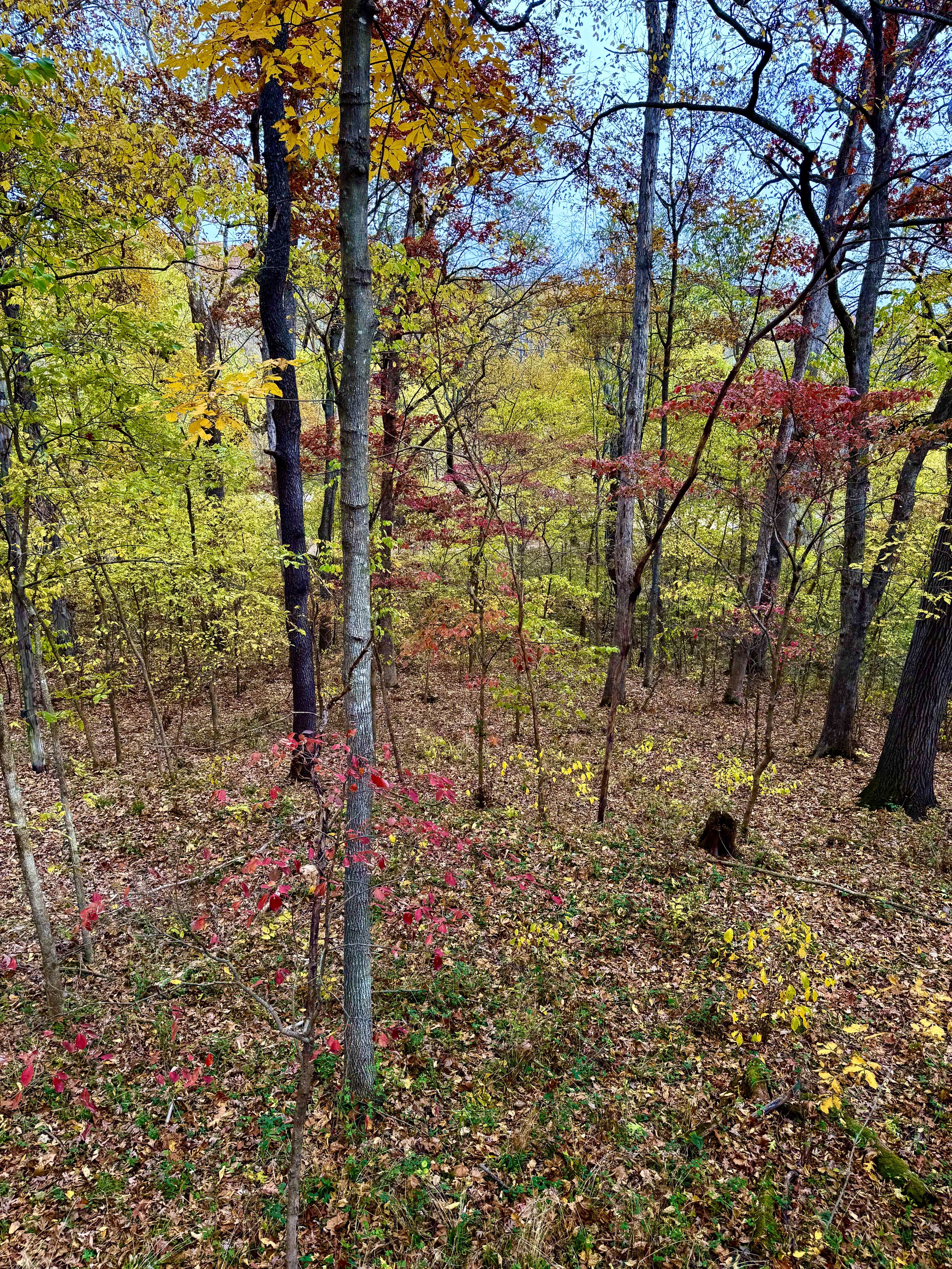 This is a real photo of a property showing diversity in fall color in the overstory, midstory and understory of a wooded area. A great example of native tree diversity in Missouri.