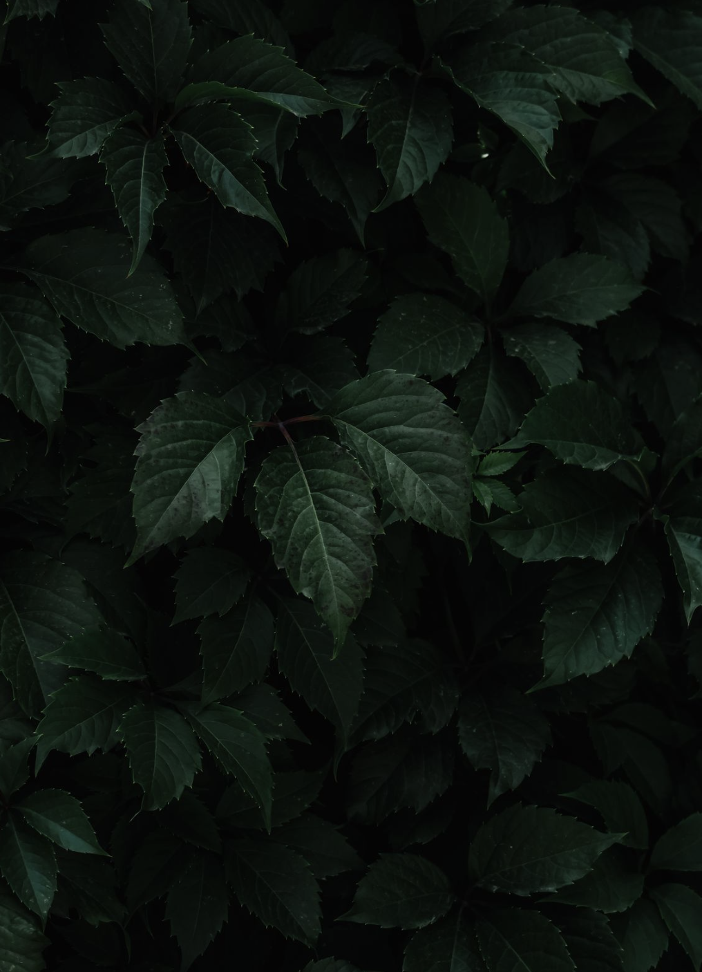 Dark green leaves of a dense plant, overlapping each other