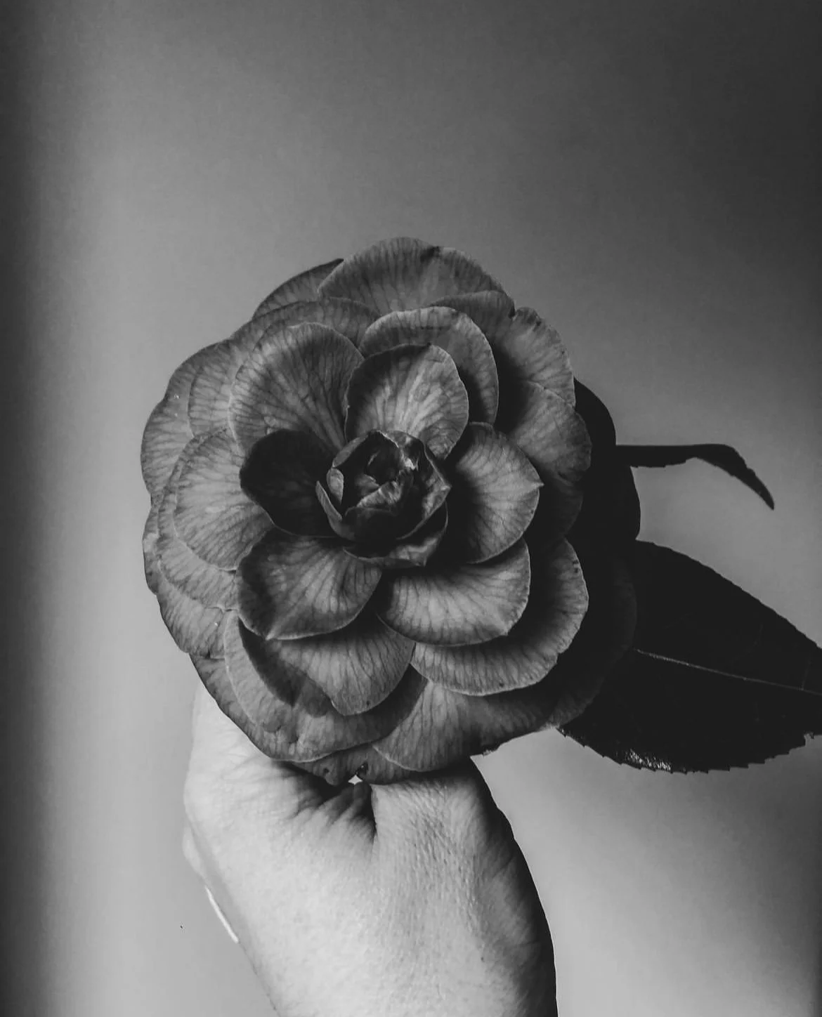 A black and white photo of a hand holding a flower with layered petals and leaves.