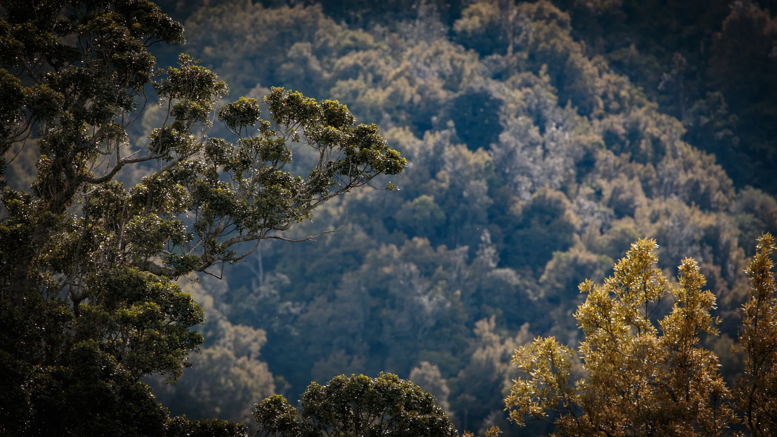 A scenic view of trees on a mountainside, with a forested background and a clear sky.