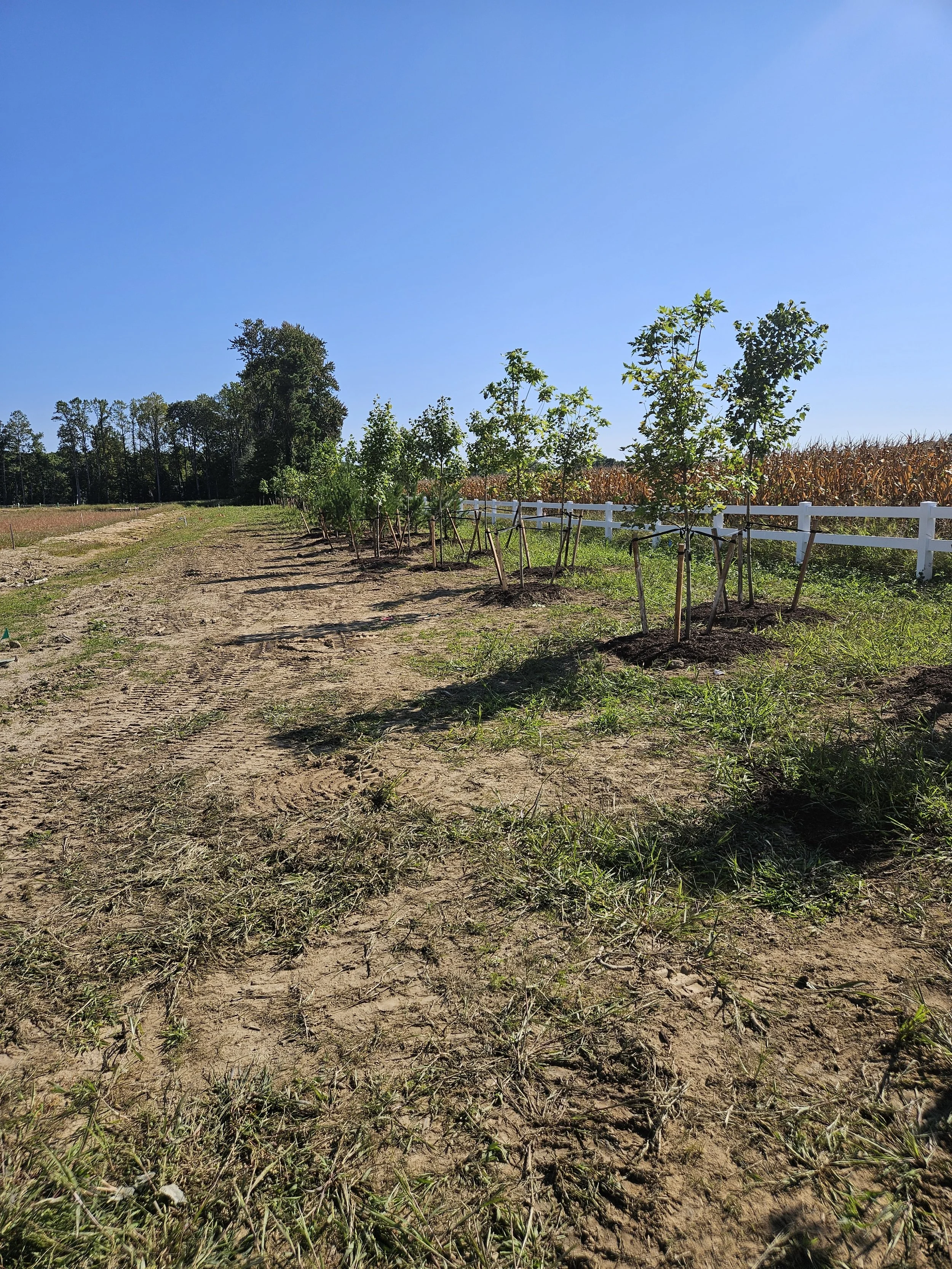 young trees planted along the fence line, a large field of corn, and a clear blue sky. showcasing trees that Delaware Grading Services has planted.