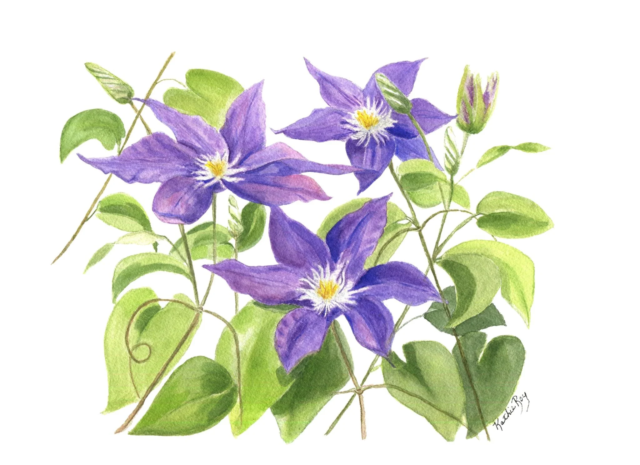 CLEMETIS_nobackground (1).jpg