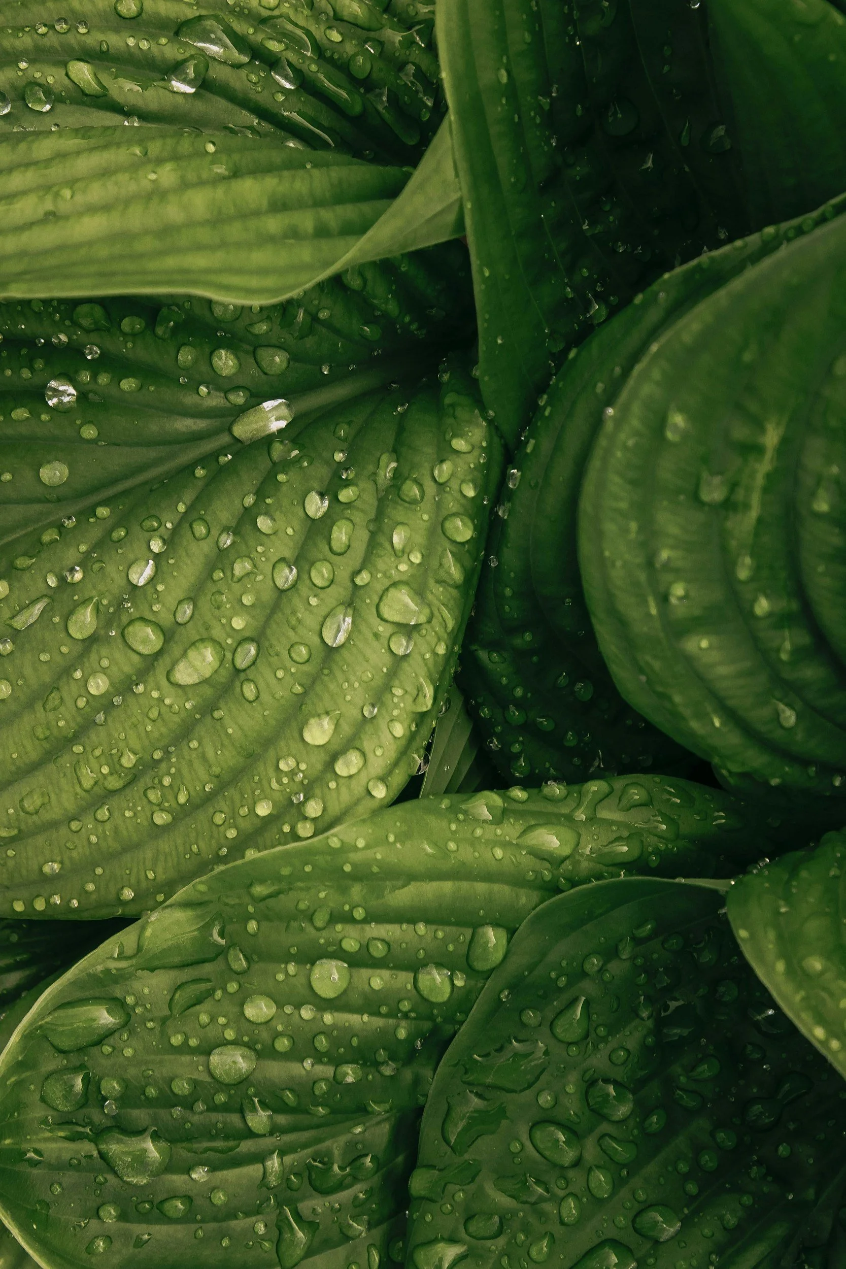 Close-up of green leafy plants with water droplets on their surface.