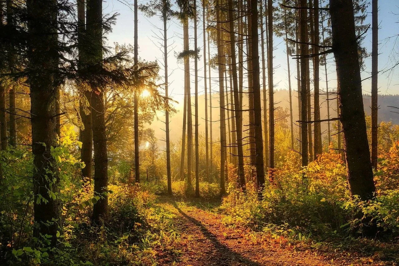 Picturesque forest with sunlight streaming through the trees