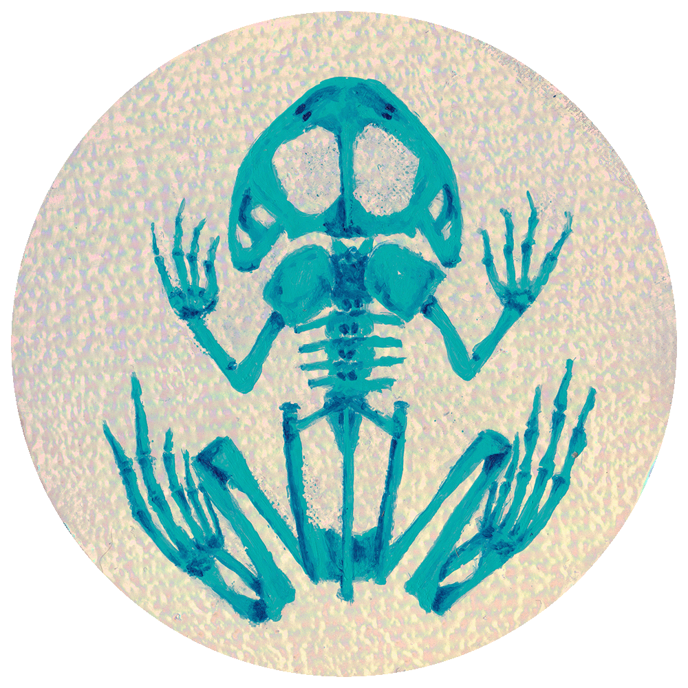 Shiny Bones-Frog.png