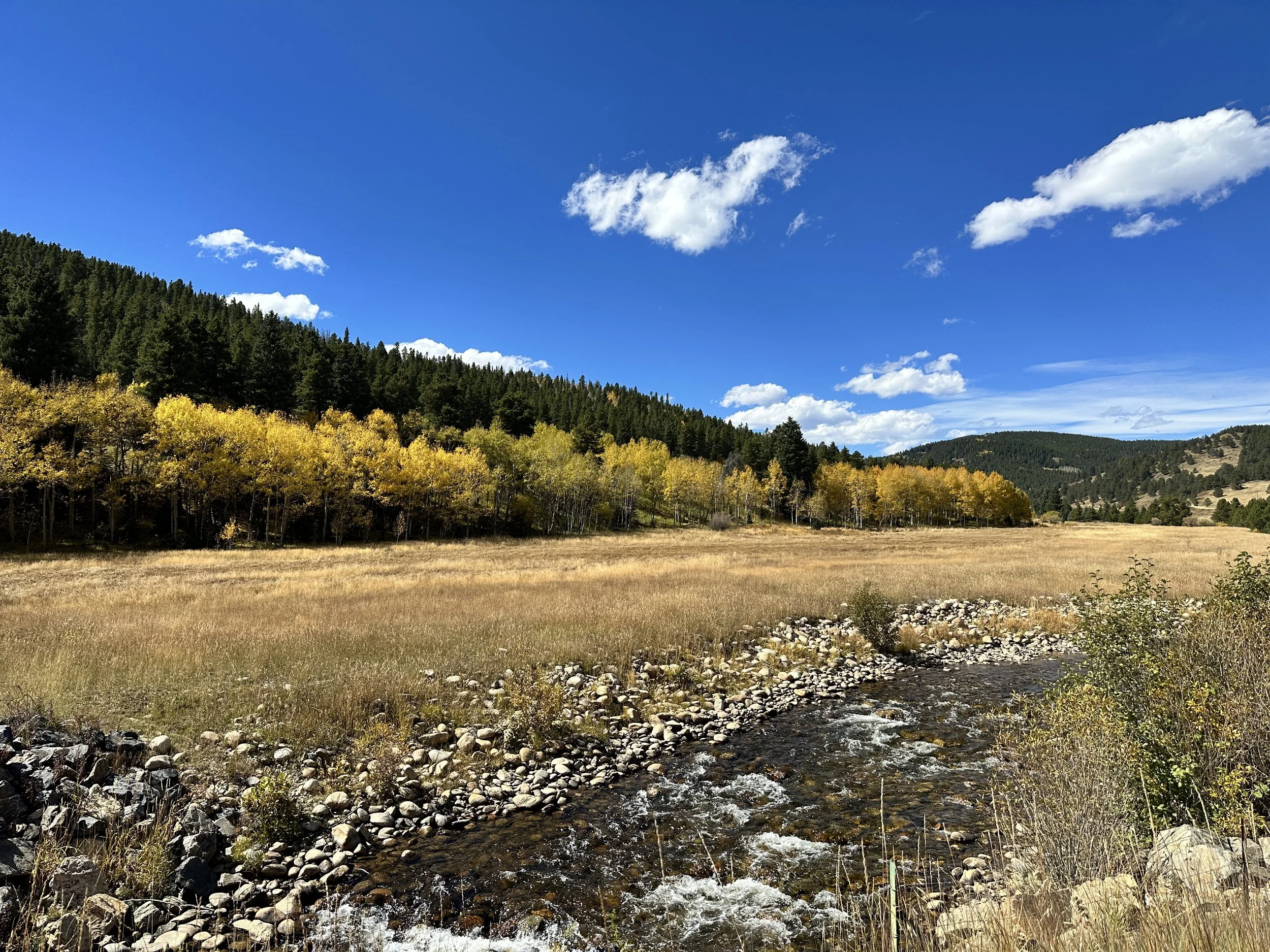 A Colorado landscape with a blue sky, scattered white clouds, a forested hillside with green trees, a field with yellow and brown grass, and a small rocky stream in the foreground.