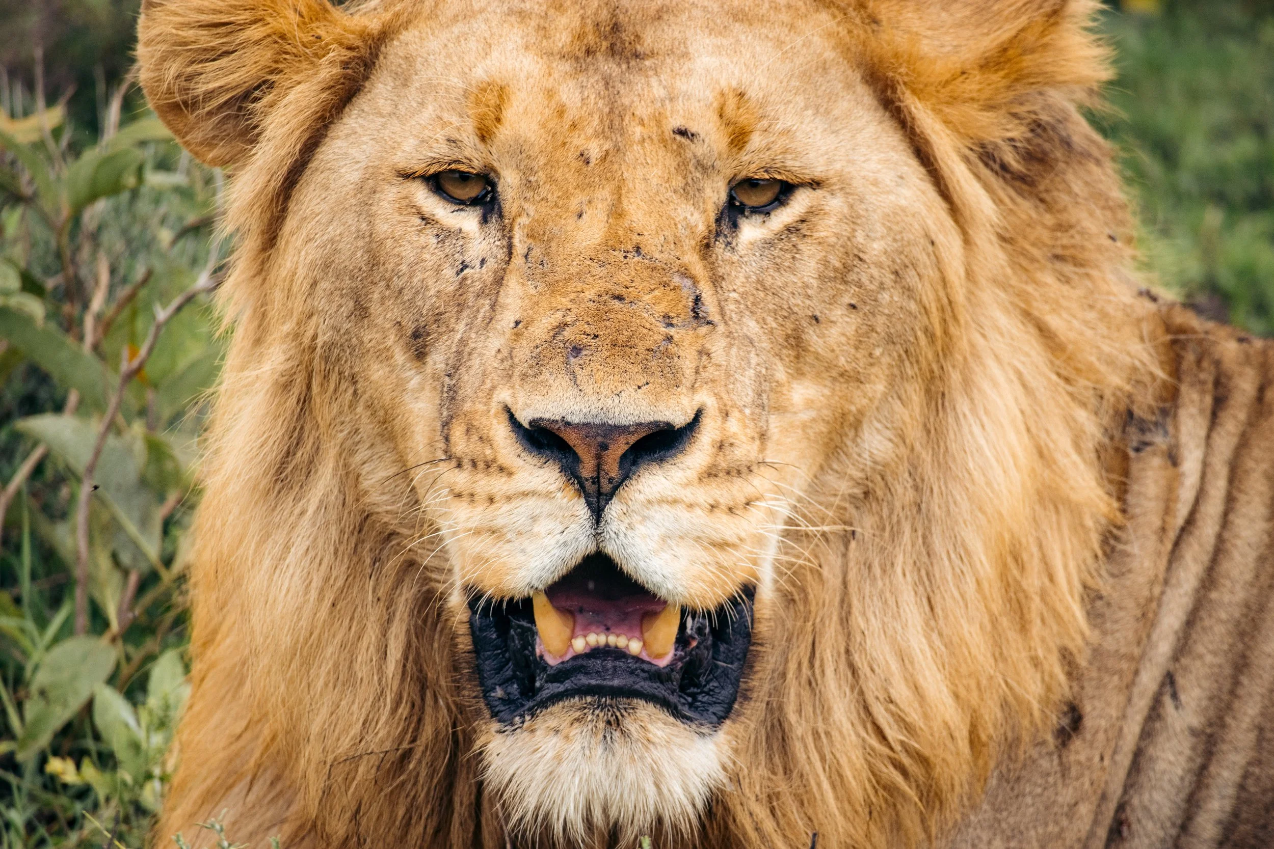 Wildlife Portfolio-4.jpg