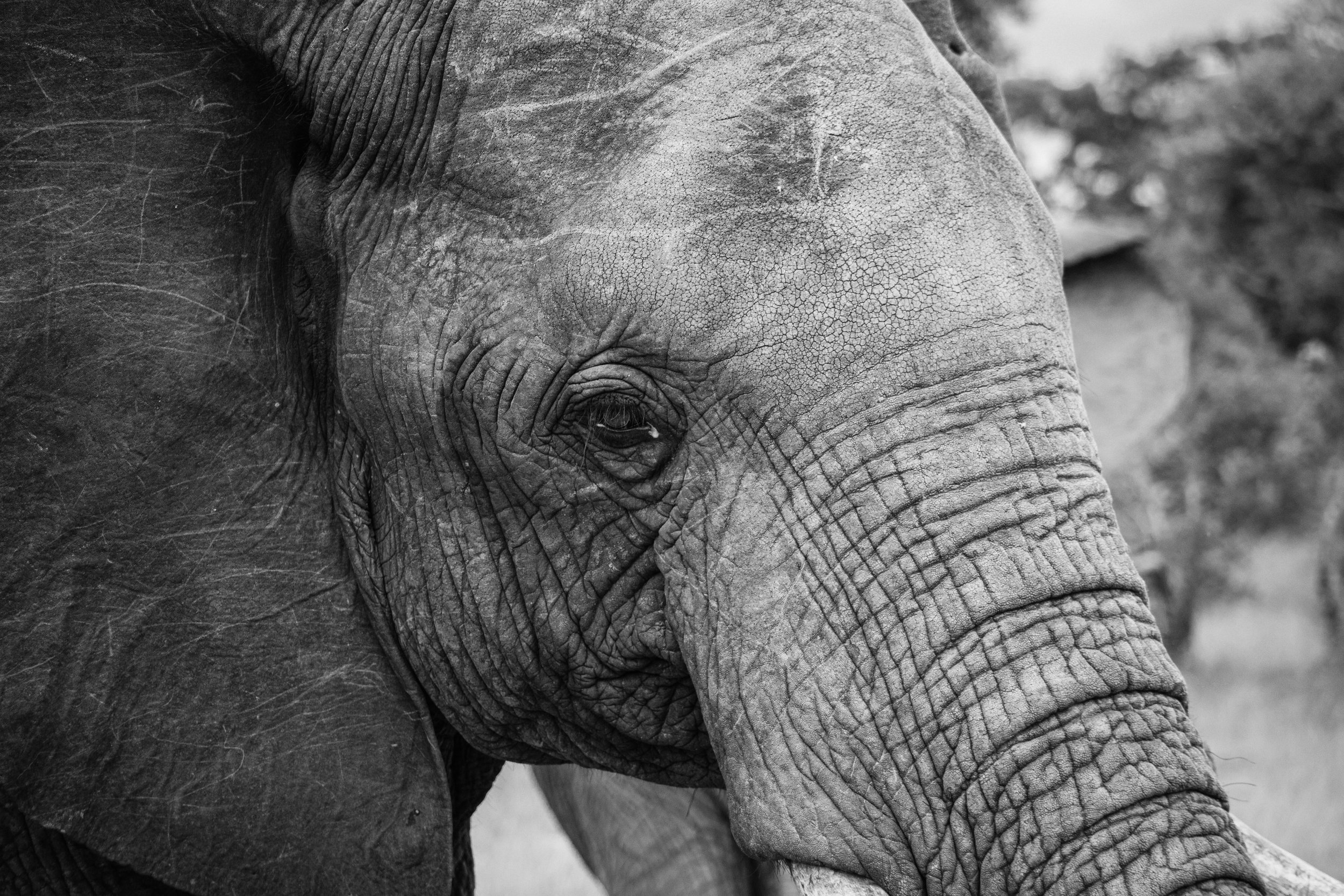 Wildlife Portfolio-11.jpg