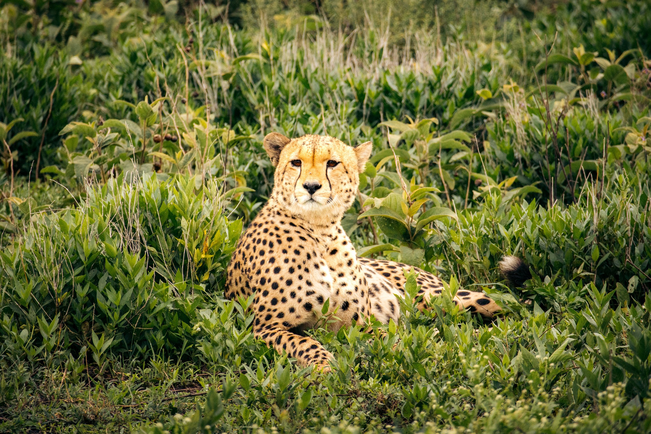Wildlife Portfolio-1.jpg