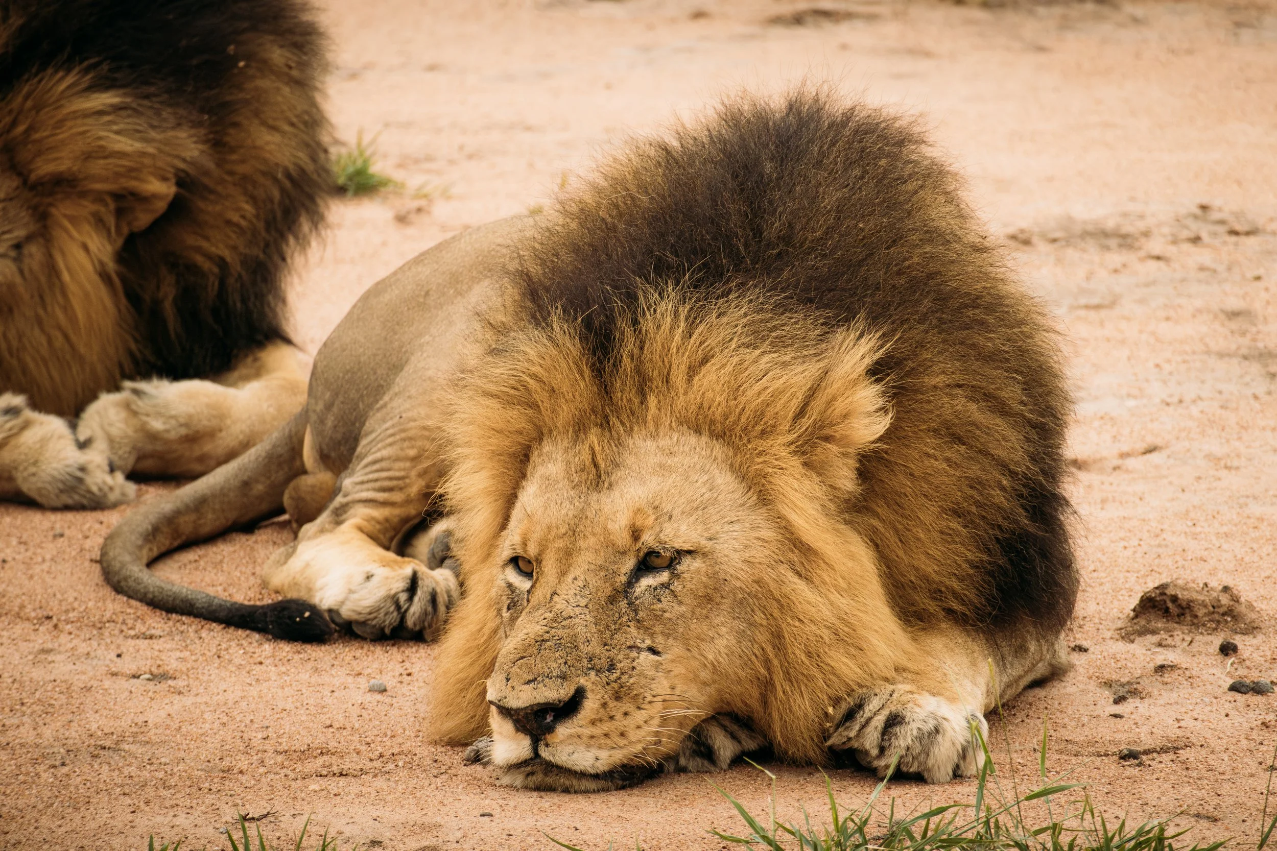 Wildlife Portfolio-9.jpg