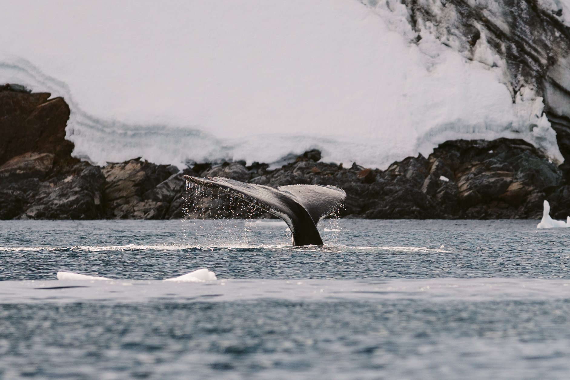 Whale tail-1.jpg