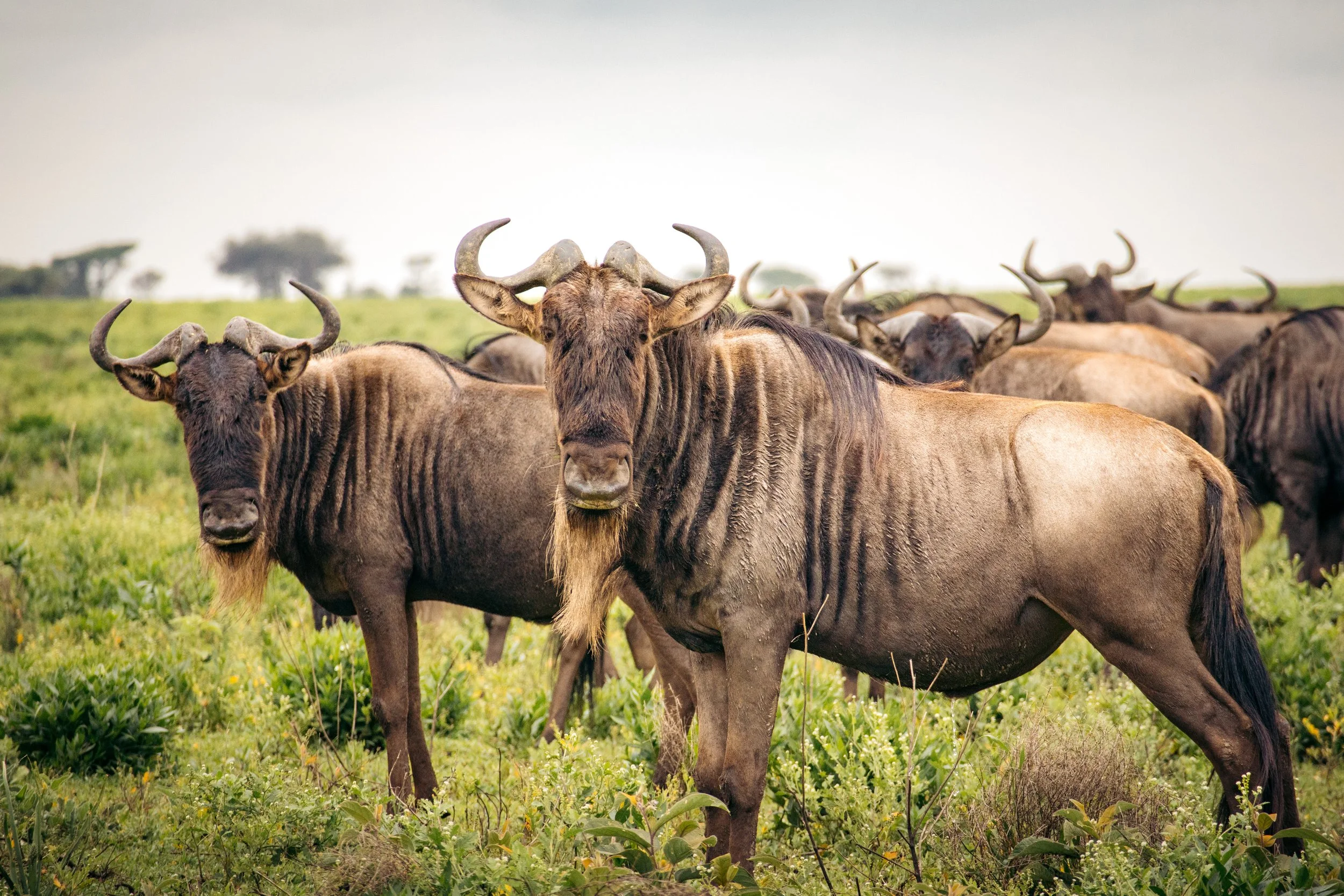 Wildlife Portfolio-2.jpg