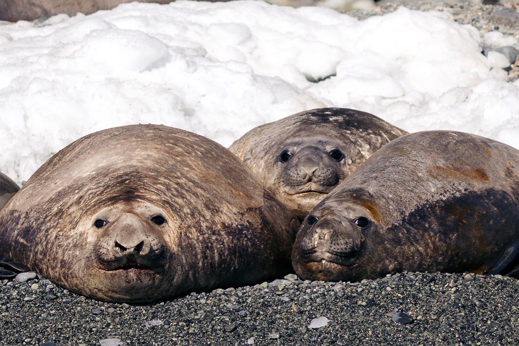 Jenny Island Seals Finals-7.jpg