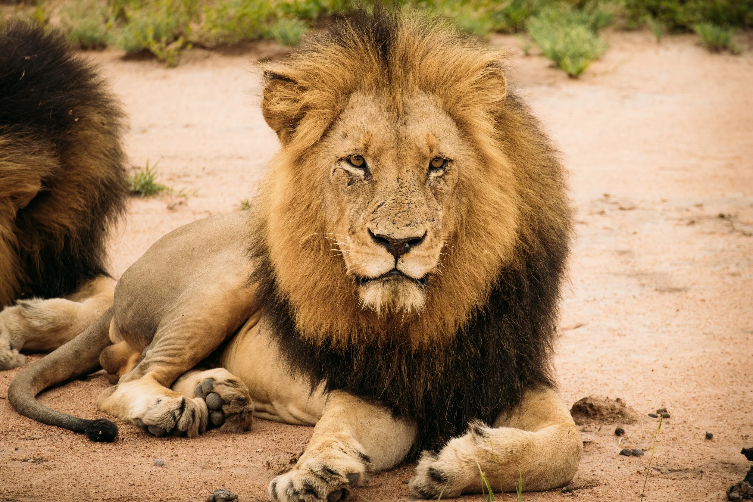 Wildlife Portfolio-8.jpg