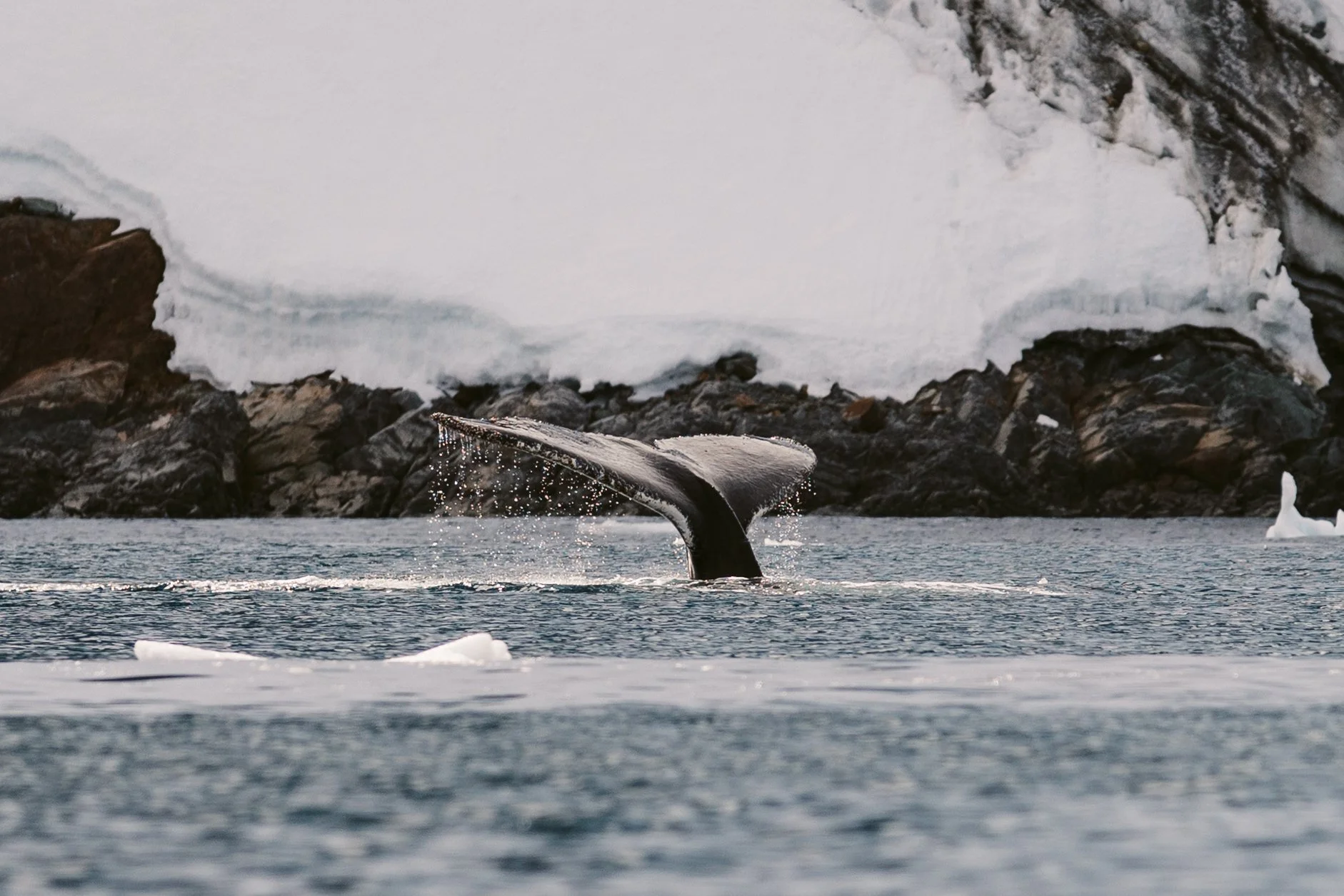 Whale tail-1.jpg