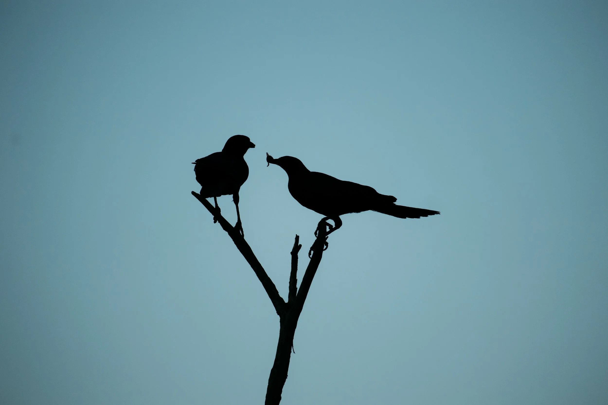 Wildlife Portfolio-17.jpg