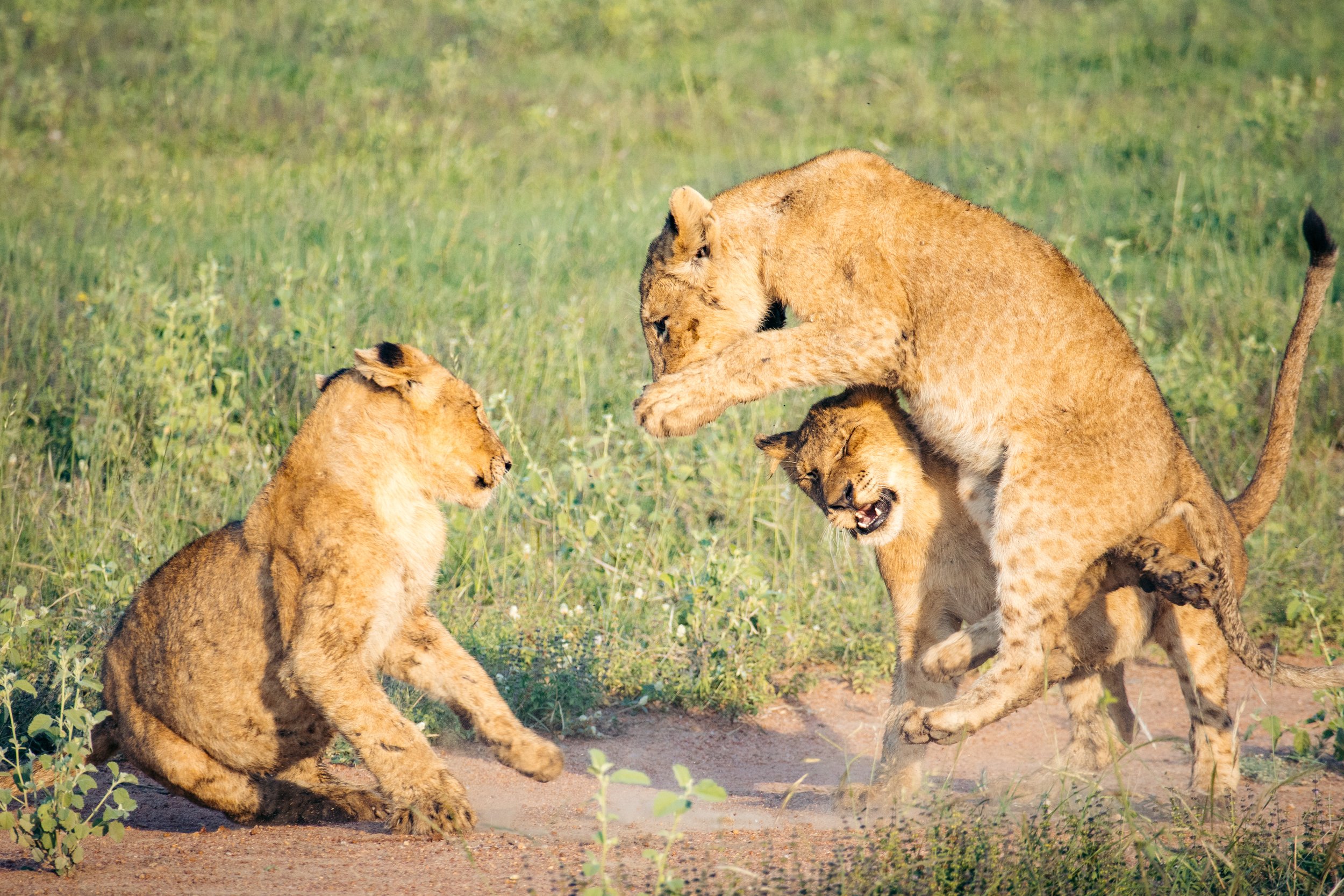 Wildlife Portfolio-15.jpg