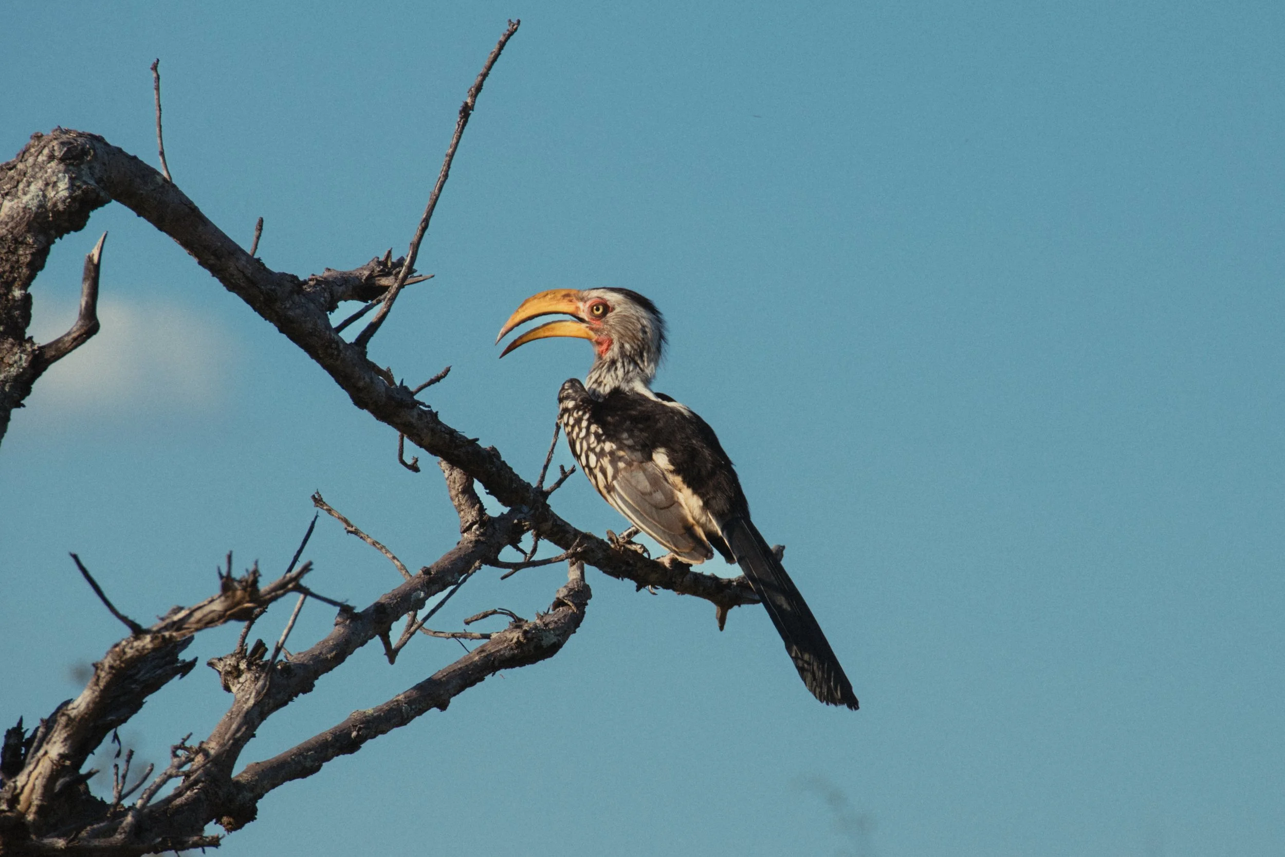 Wildlife Portfolio-19.jpg