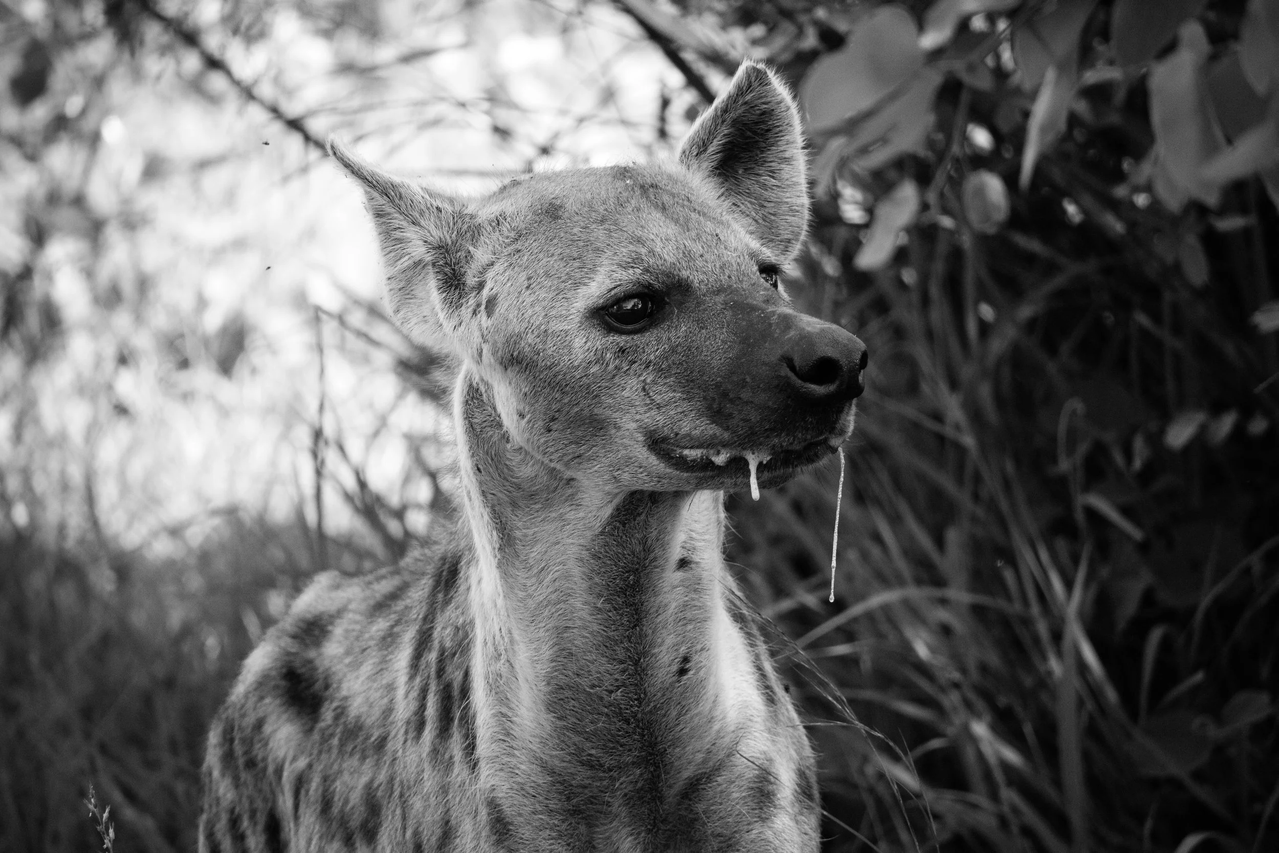 Wildlife Portfolio-21.jpg