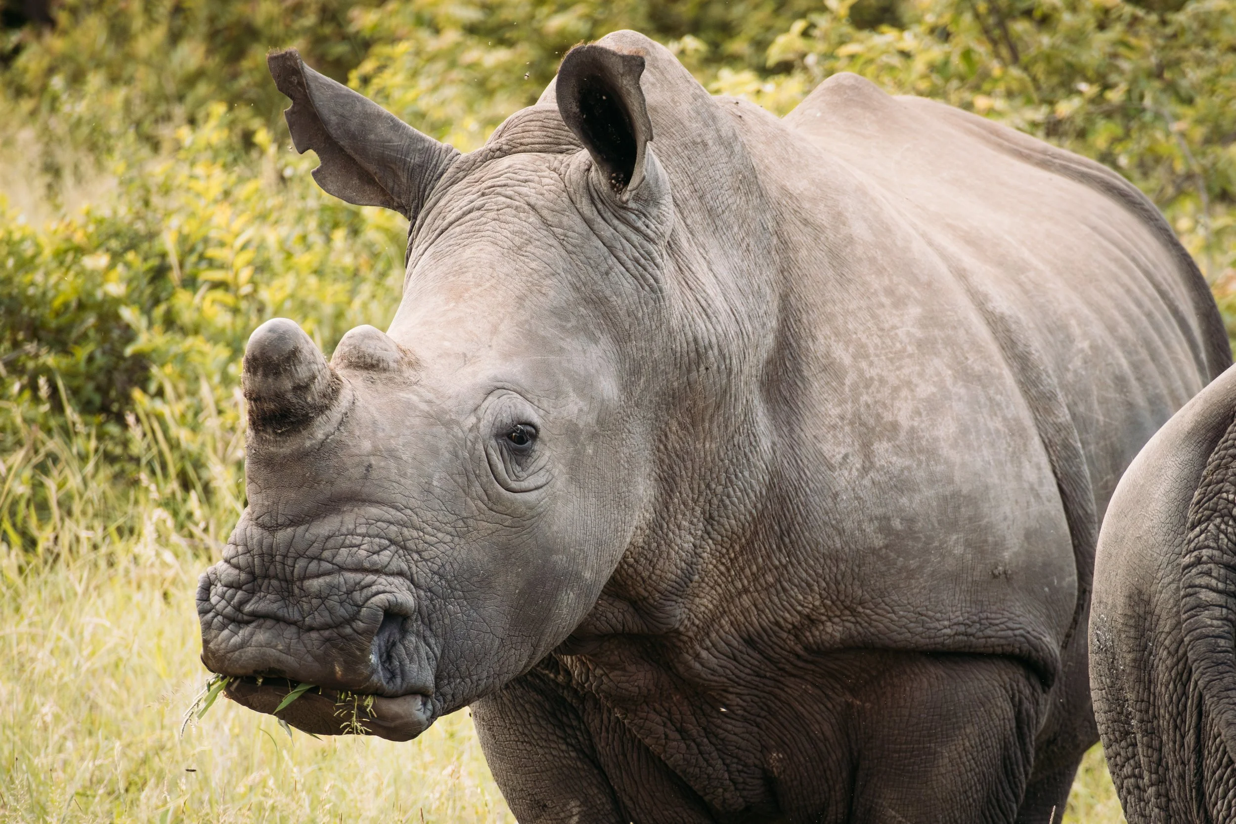 Wildlife Portfolio-12.jpg