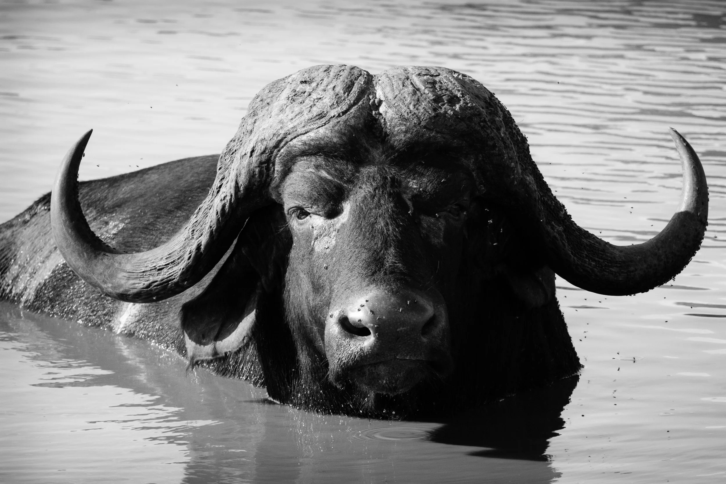 Wildlife Portfolio-20.jpg