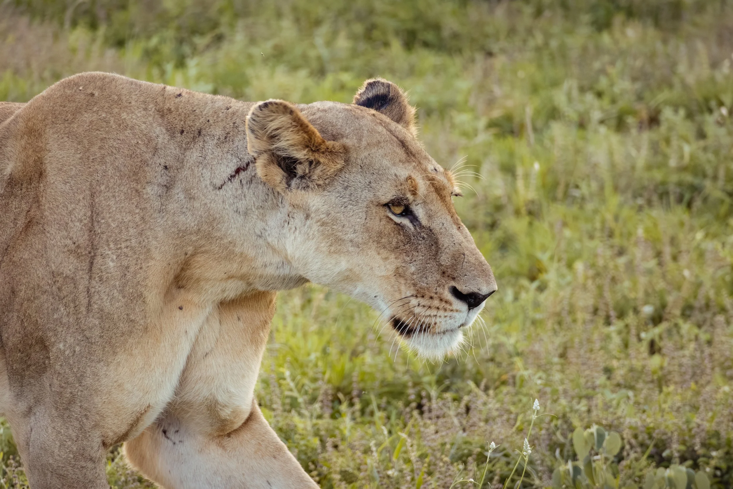Wildlife Portfolio-13.jpg