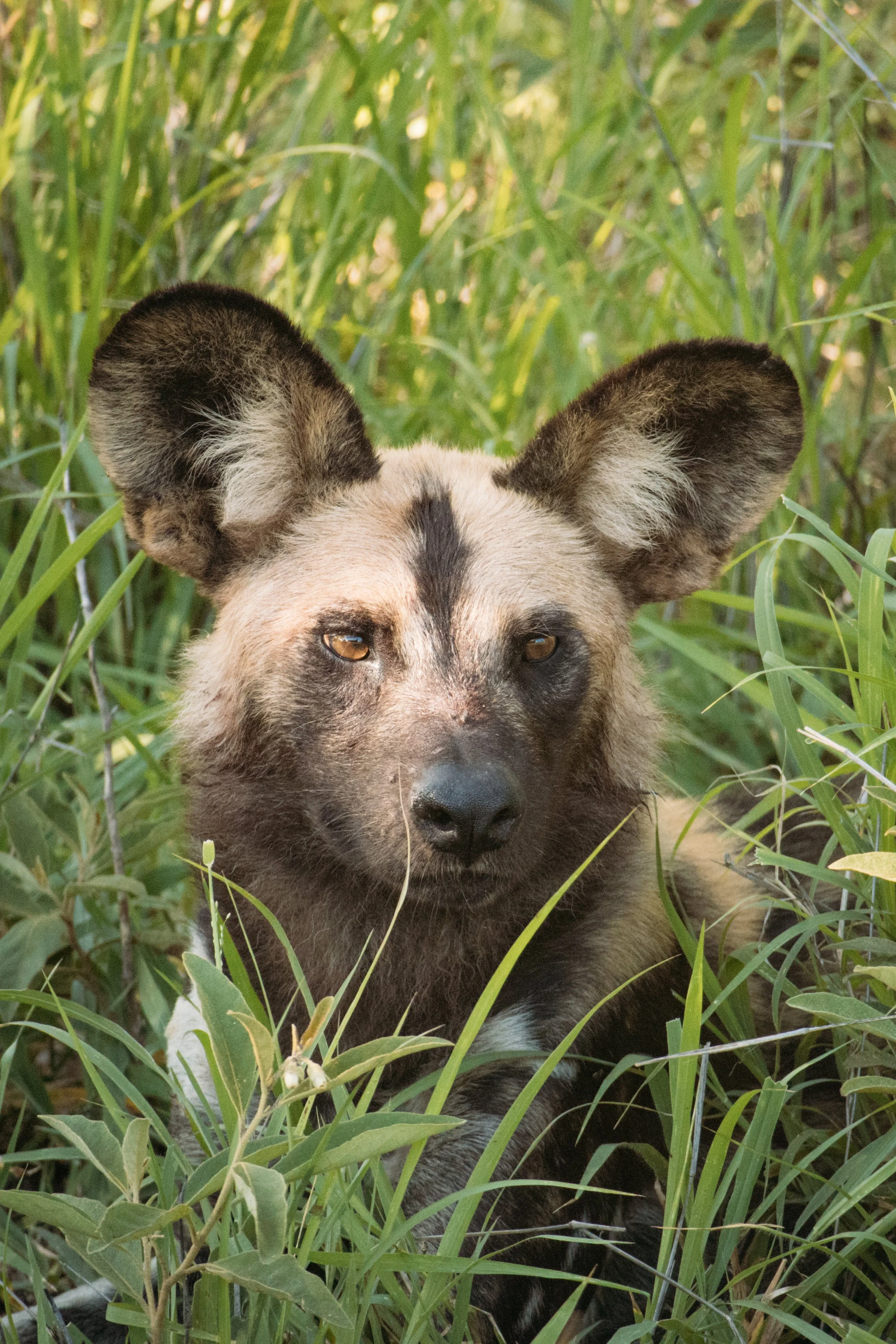 Wildlife Portfolio-22.jpg