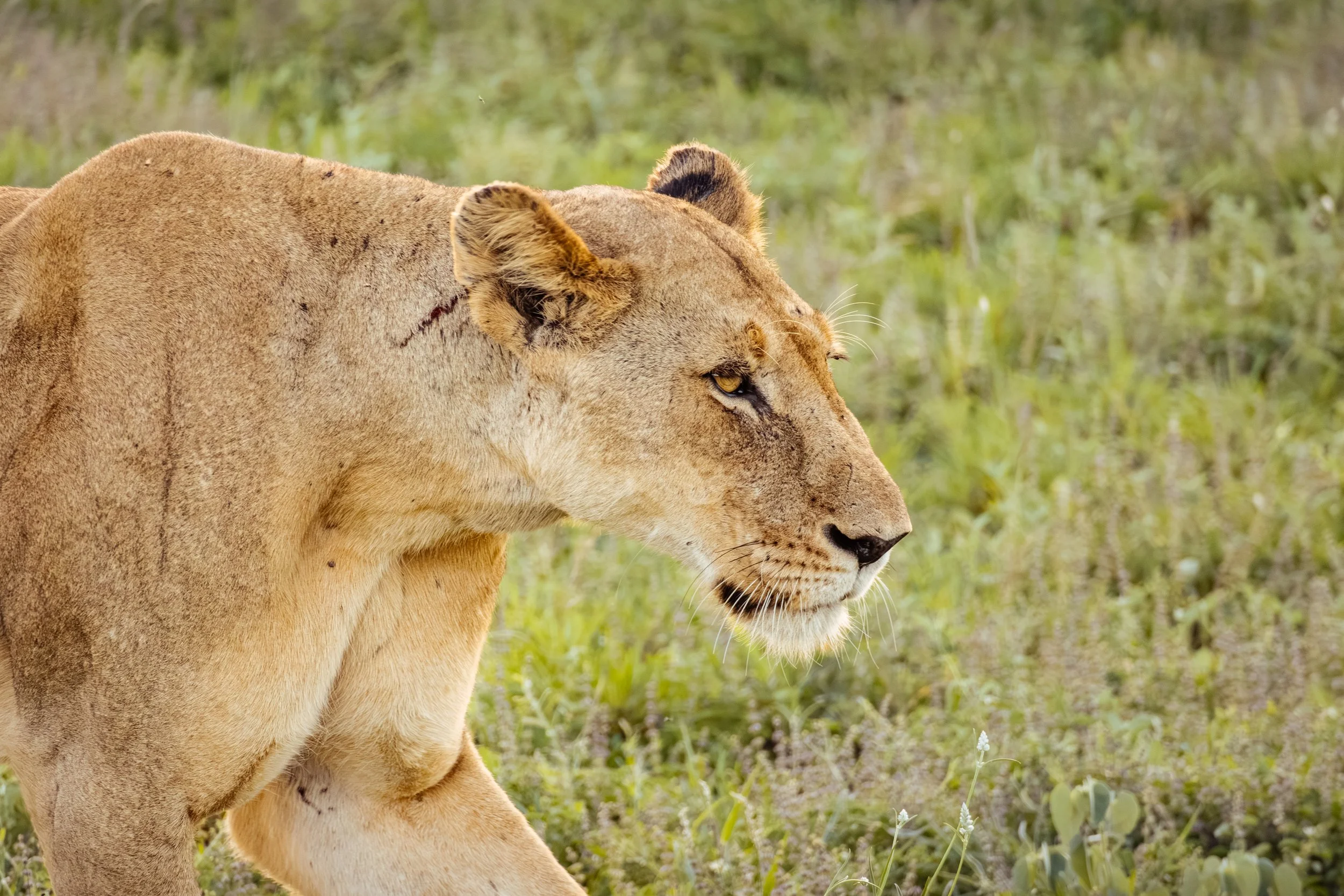 Wildlife Portfolio-13.jpg