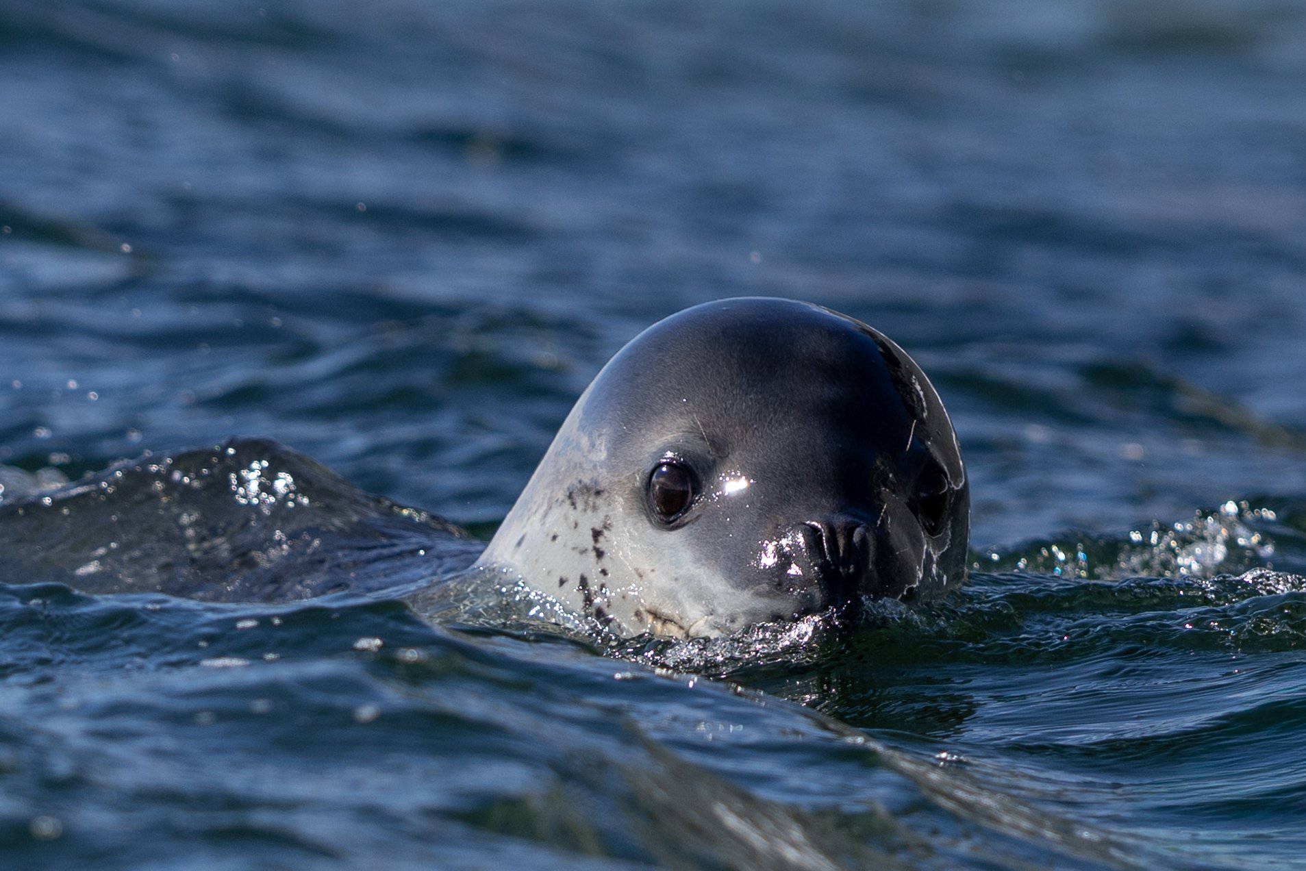 Jenny Island Seals Finals-12.jpg
