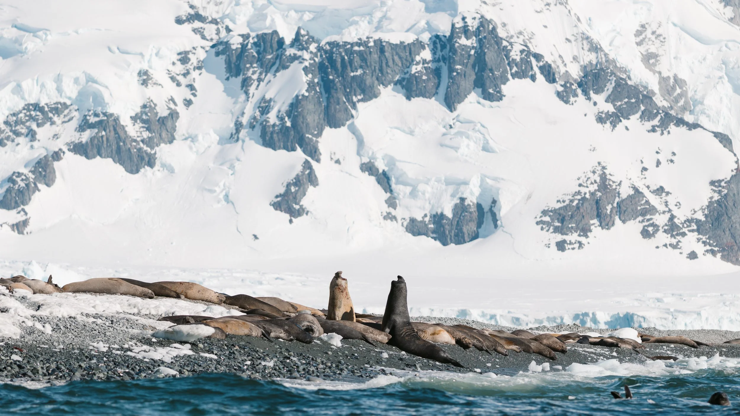 Jenny Island Seals Finals-5.jpg