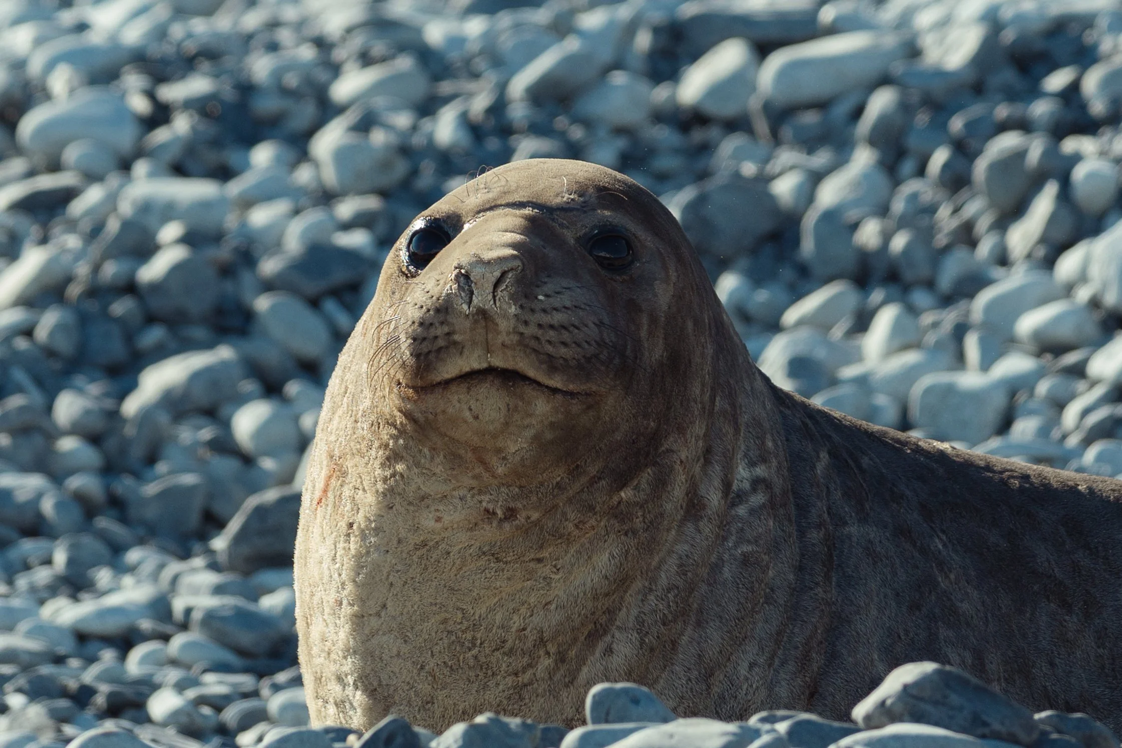 Jenny Island Seals Finals-2.jpg