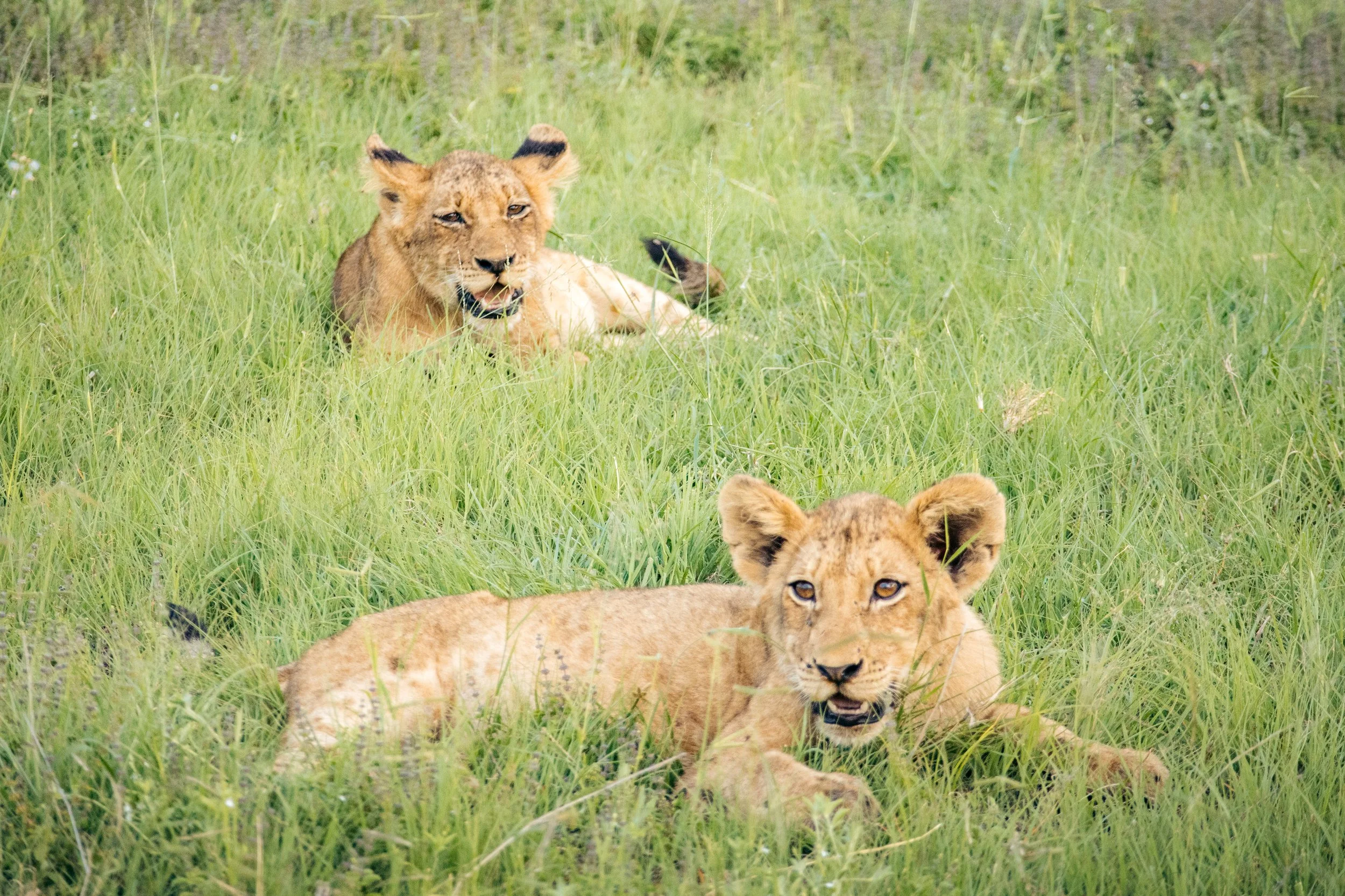 Wildlife Portfolio-16.jpg