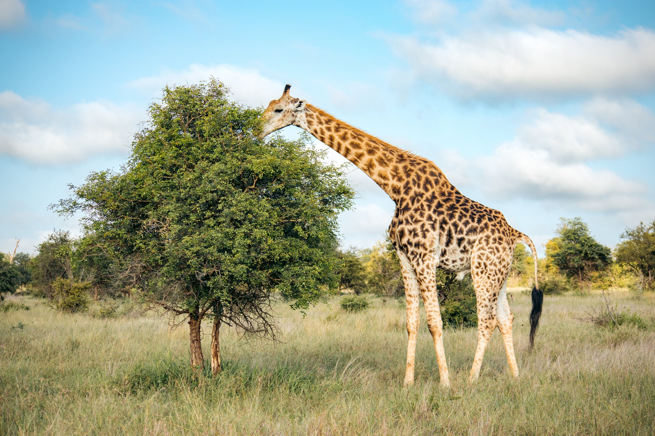 Wildlife Portfolio-14.jpg