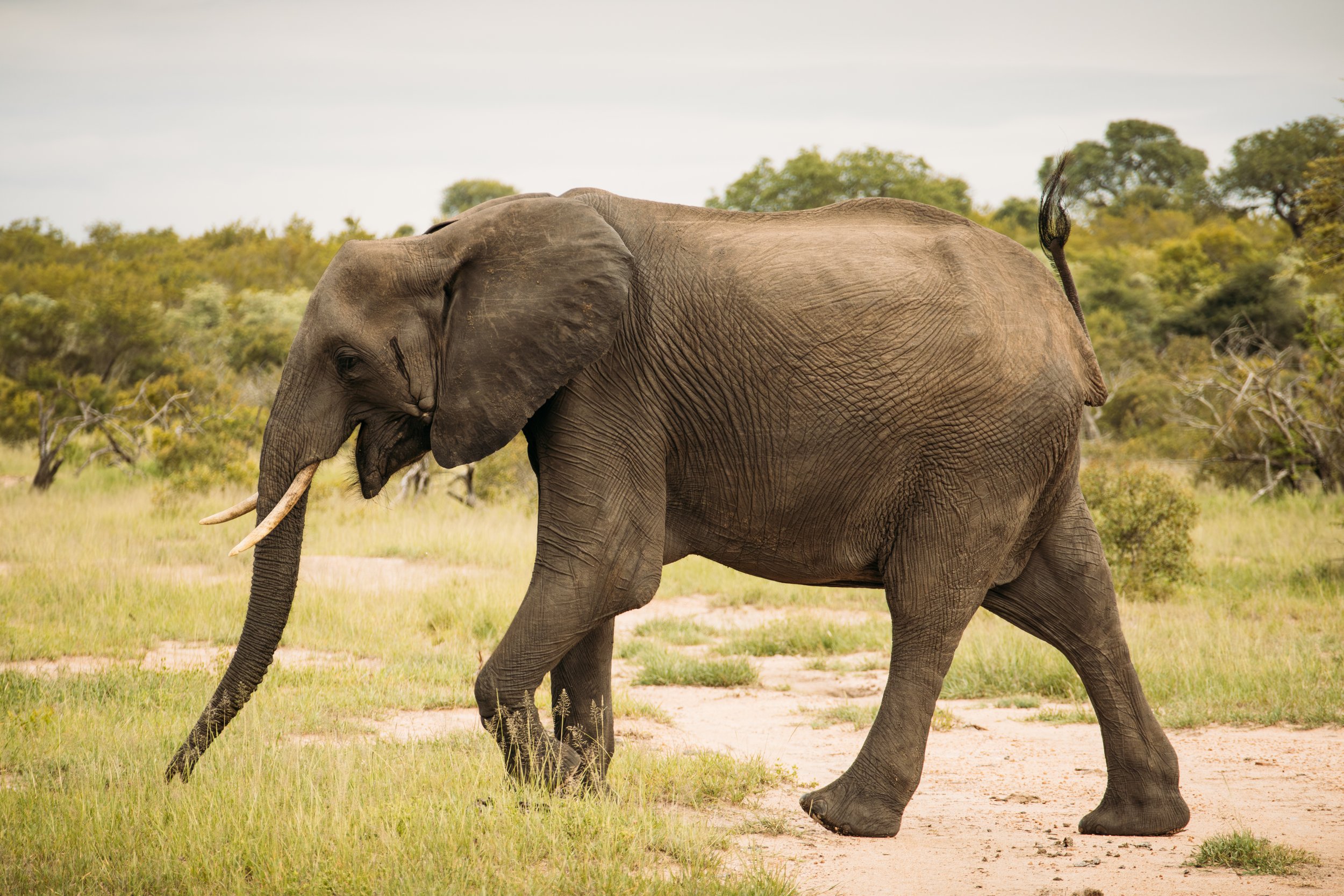 Wildlife Portfolio-10.jpg