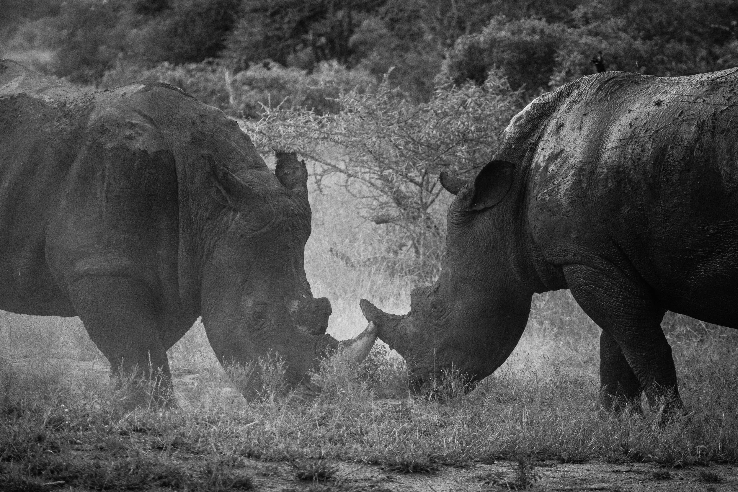Wildlife Portfolio-18.jpg